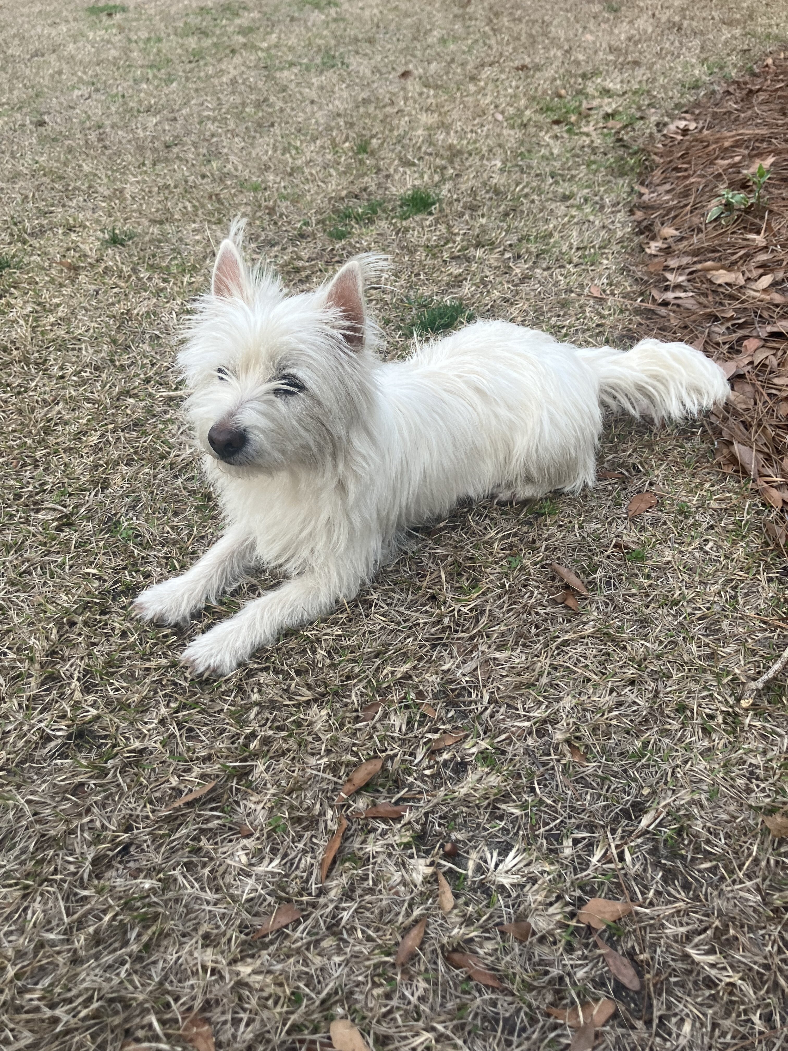 Westiepoo puppies image 4