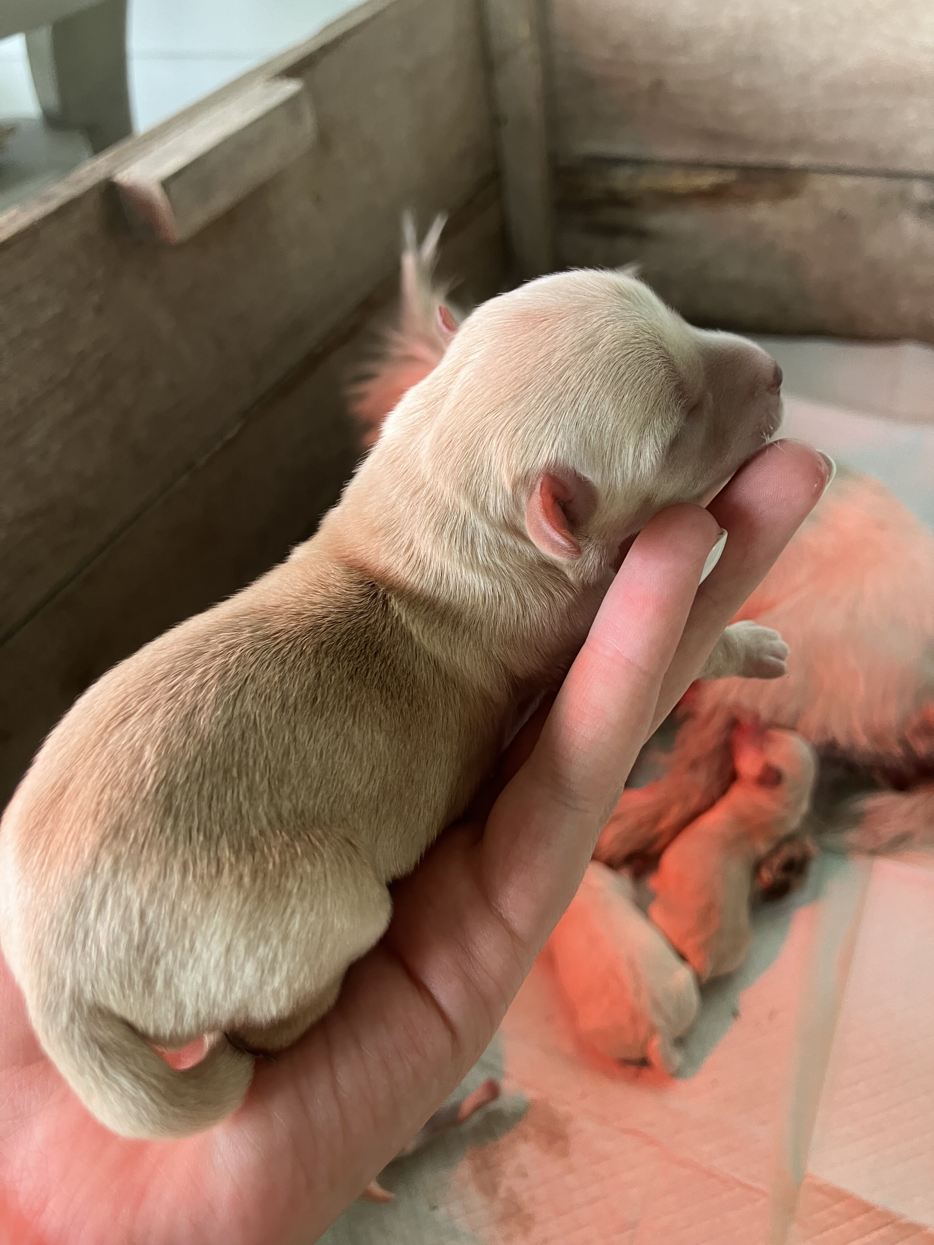 Westiepoo puppies image 2