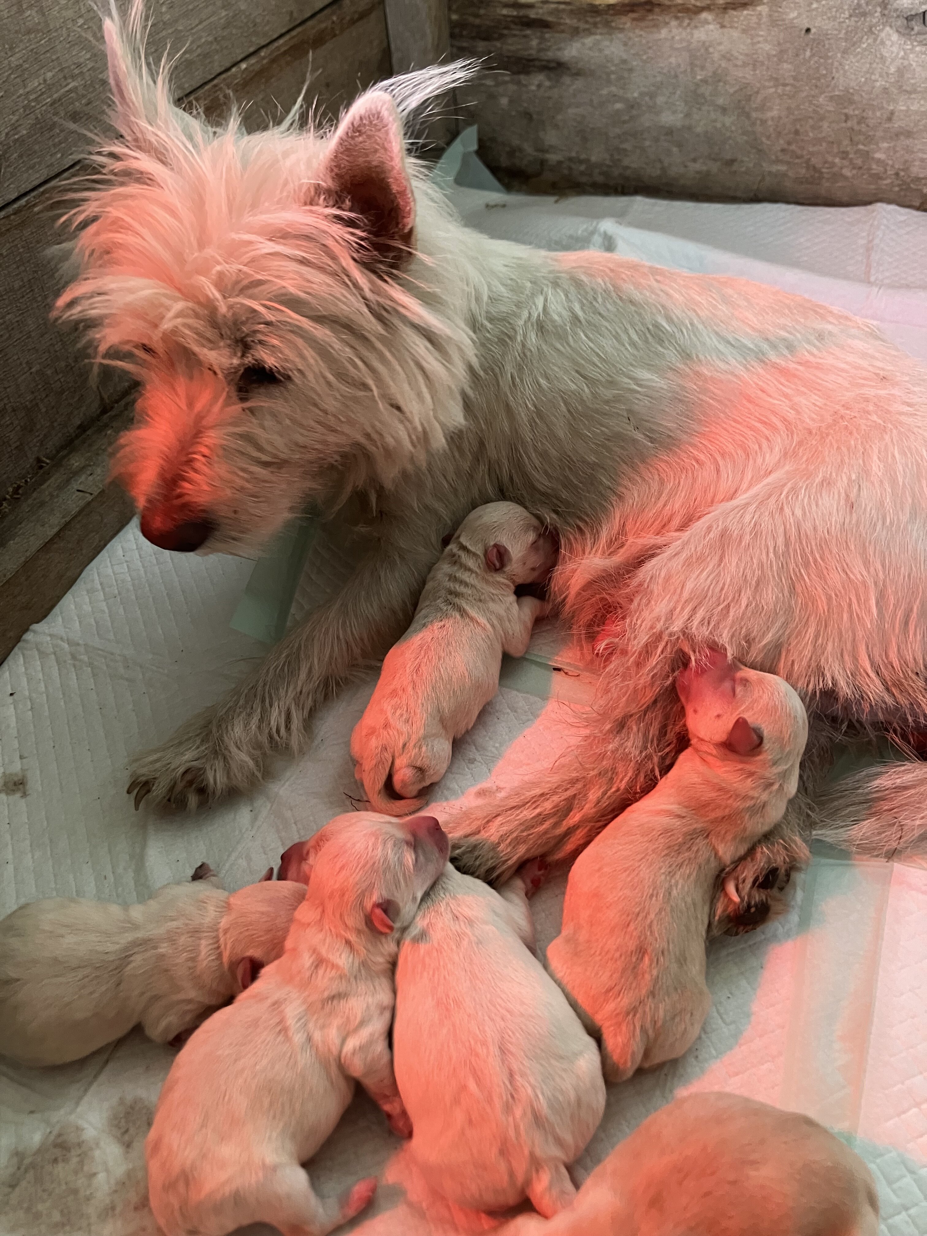 Westiepoo puppies image 3
