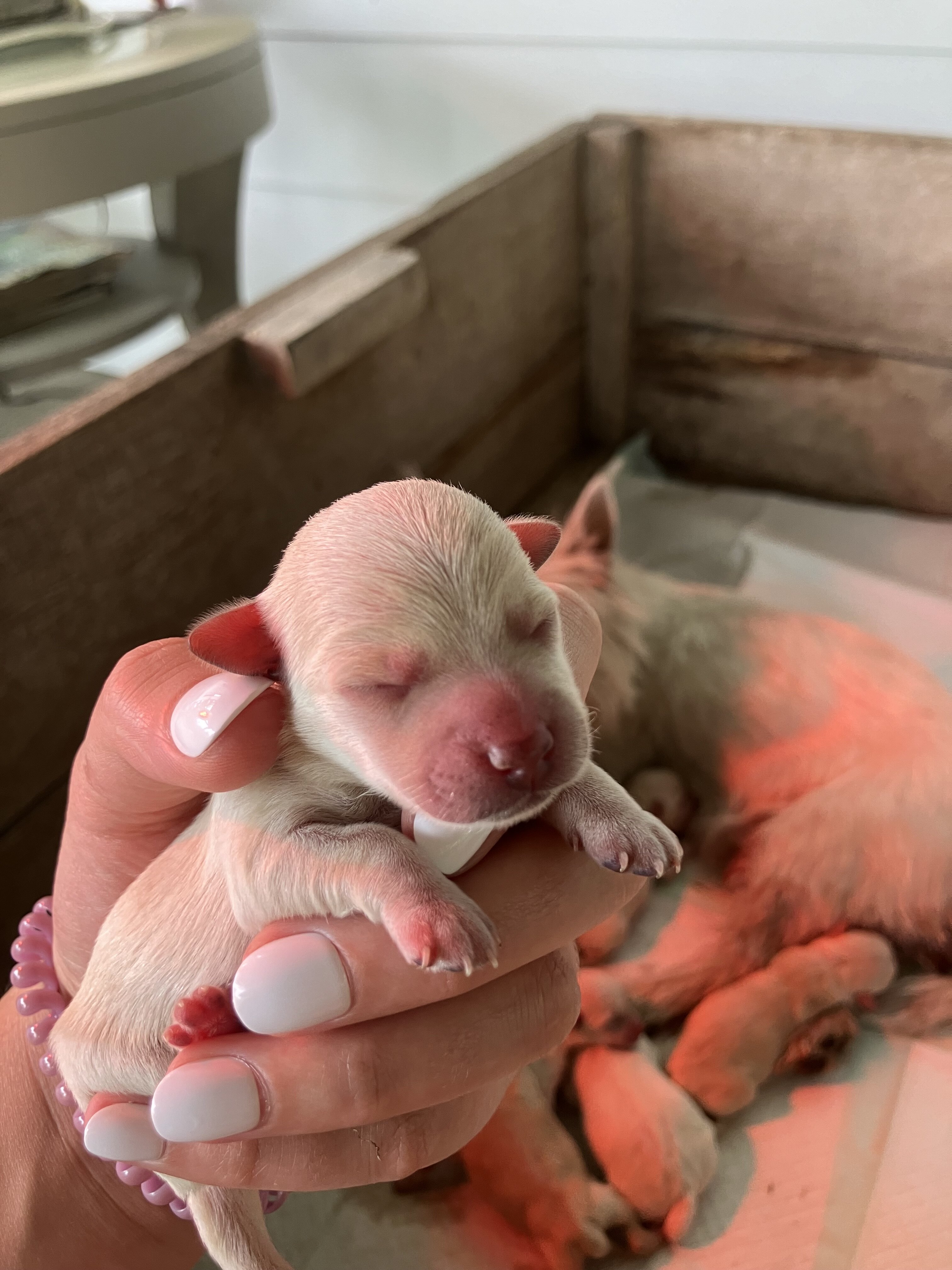Westiepoo puppies image 1