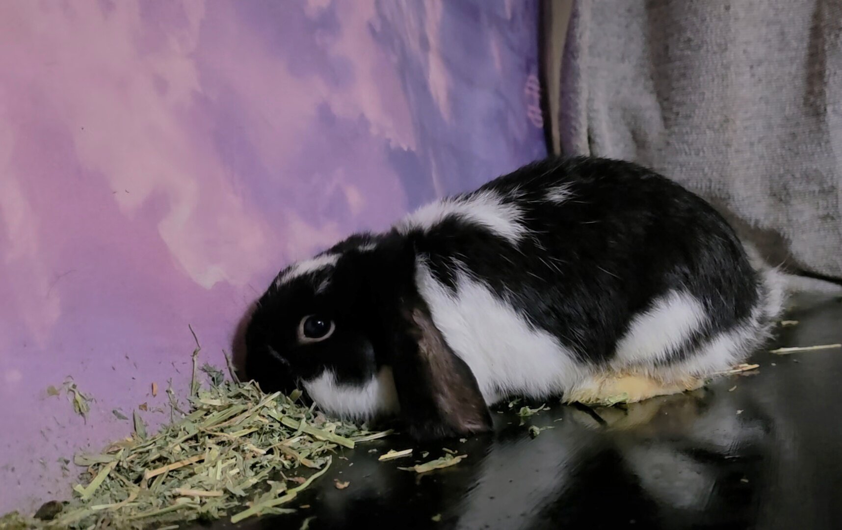 Holland Lopp Bunny Rabbit Babies! image 4