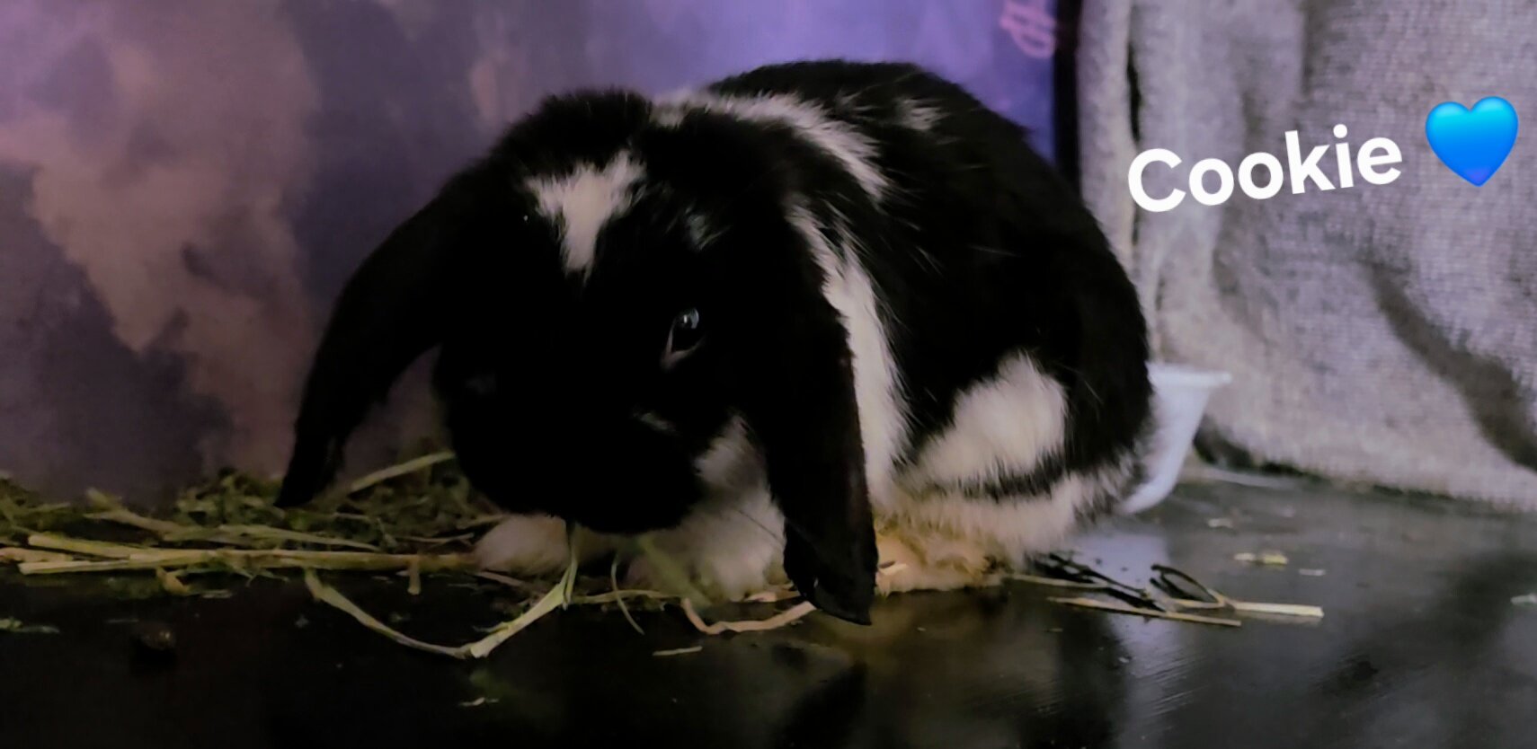 Holland Lopp Bunny Rabbit Babies! image 1