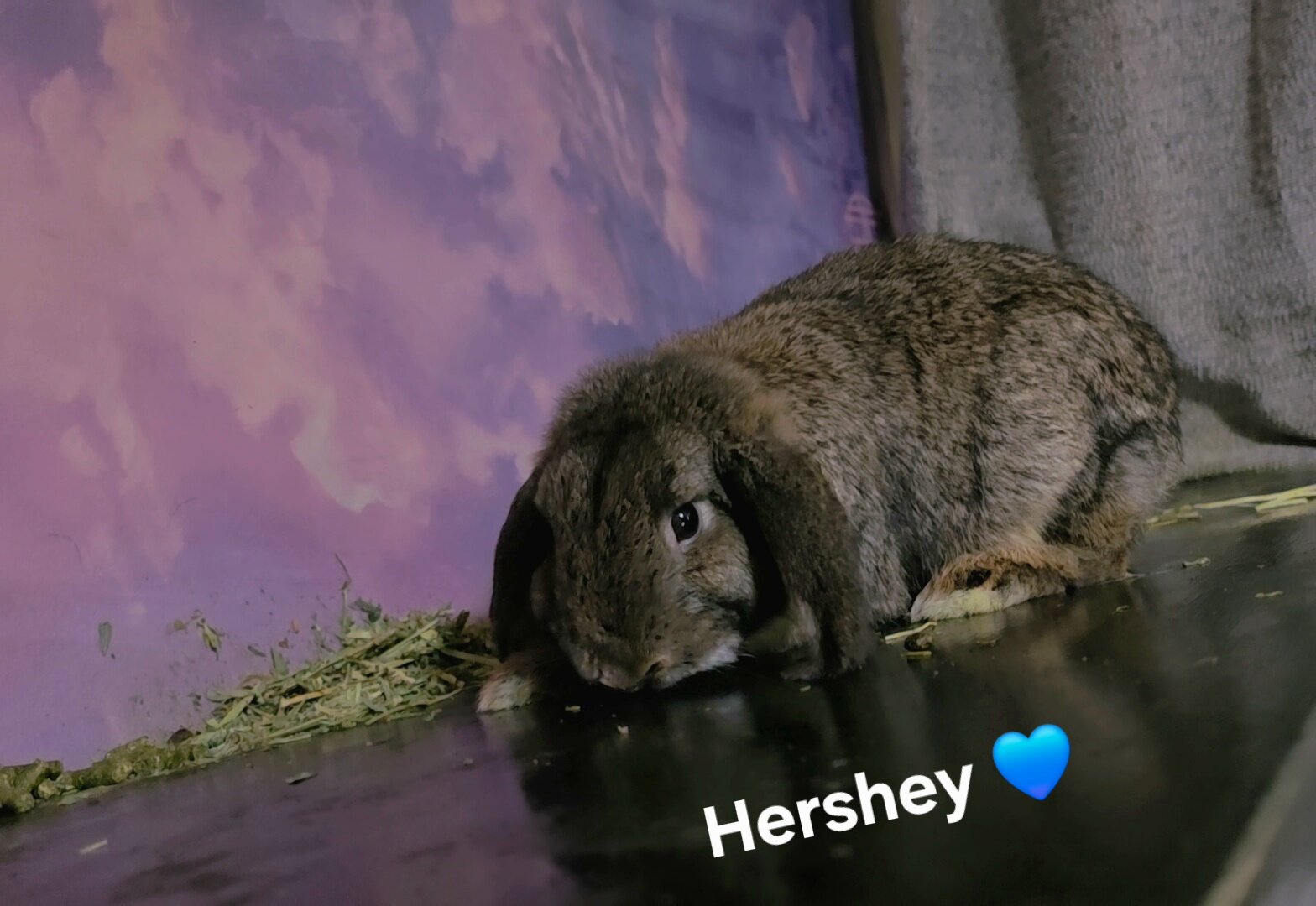 Holland Lopp Bunny Rabbit Babies! image 2
