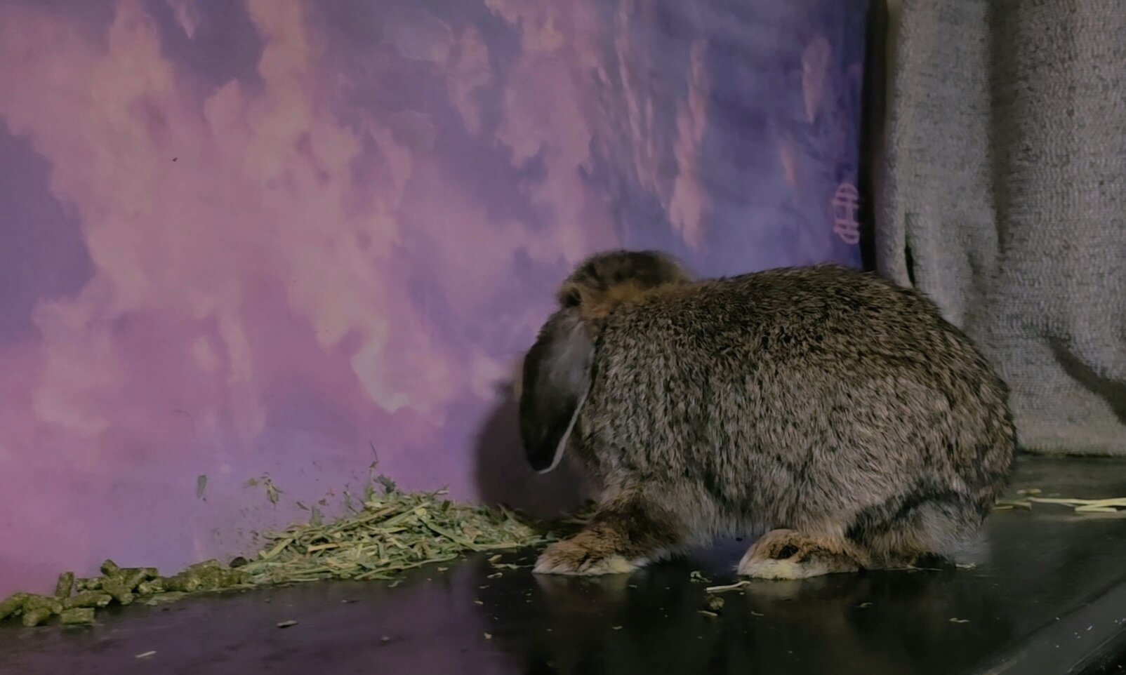 Holland Lopp Bunny Rabbit Babies! image 3