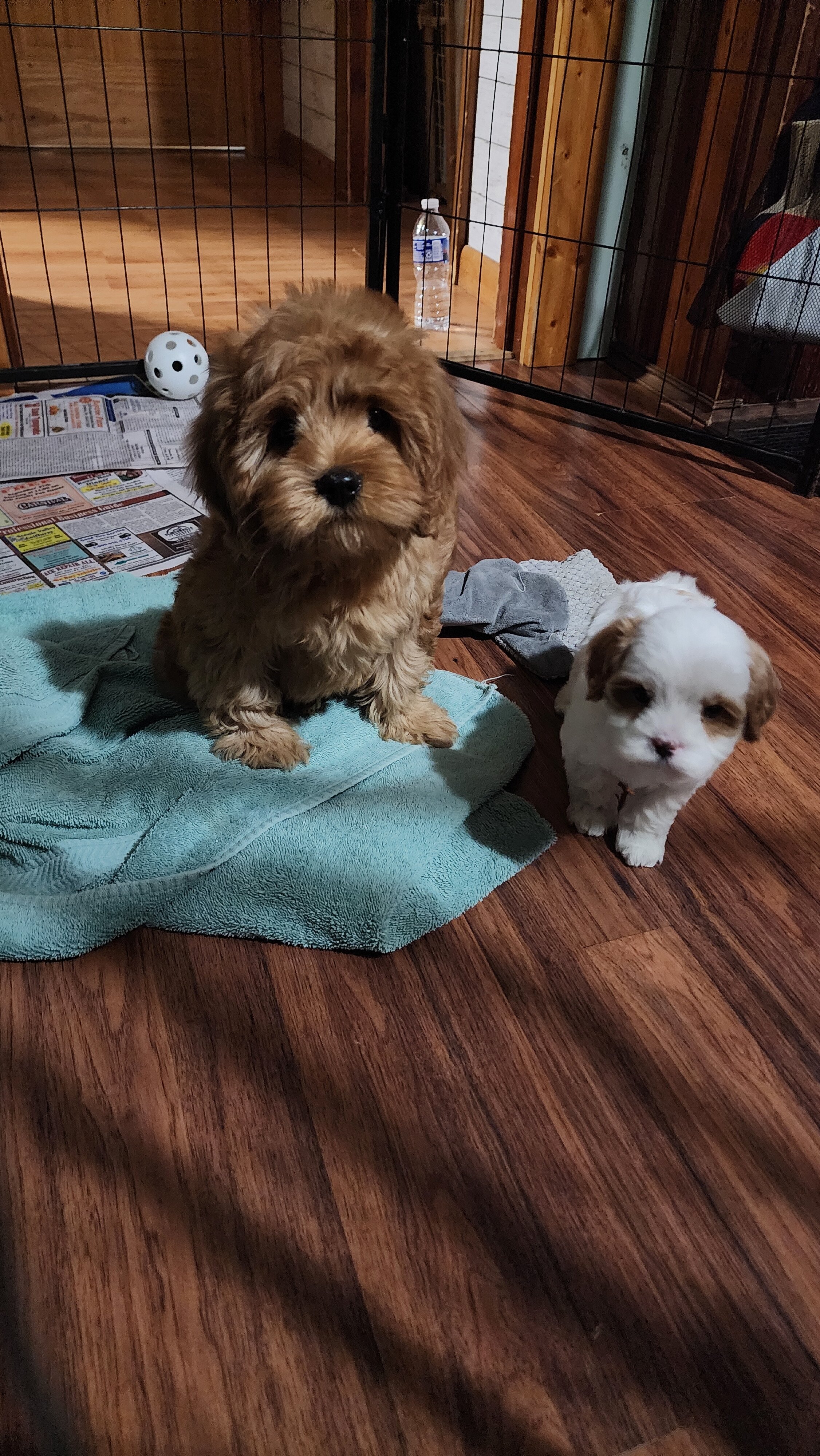 Cavapoo male image 1