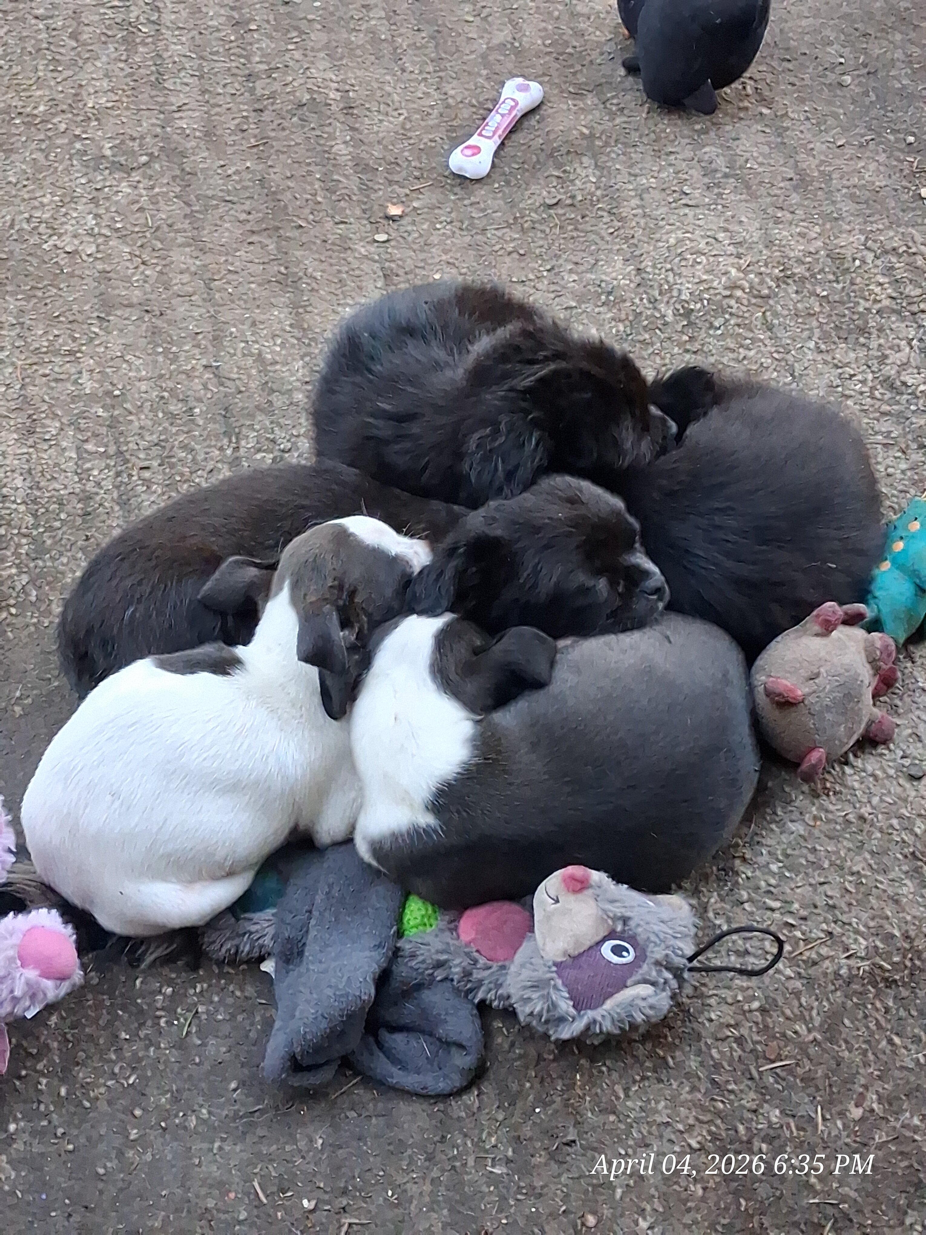 Precious Chug Pup's image 1