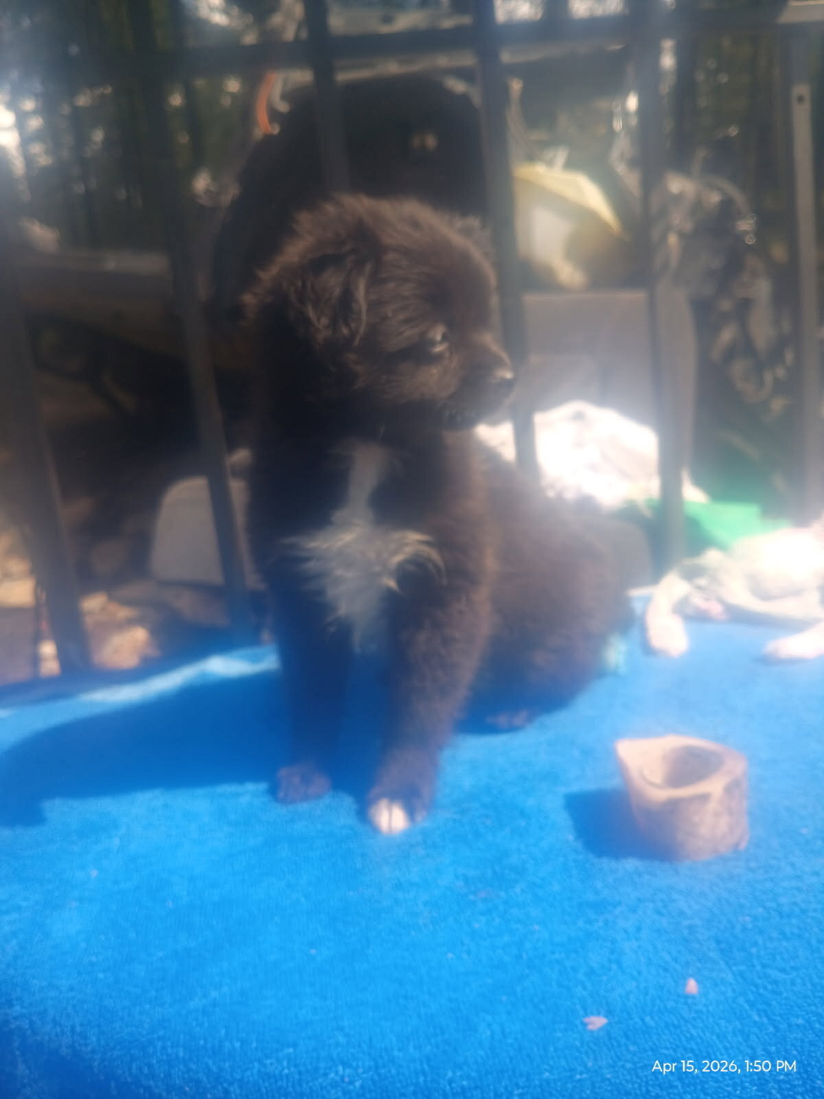 Precious Chug Pup's image 6