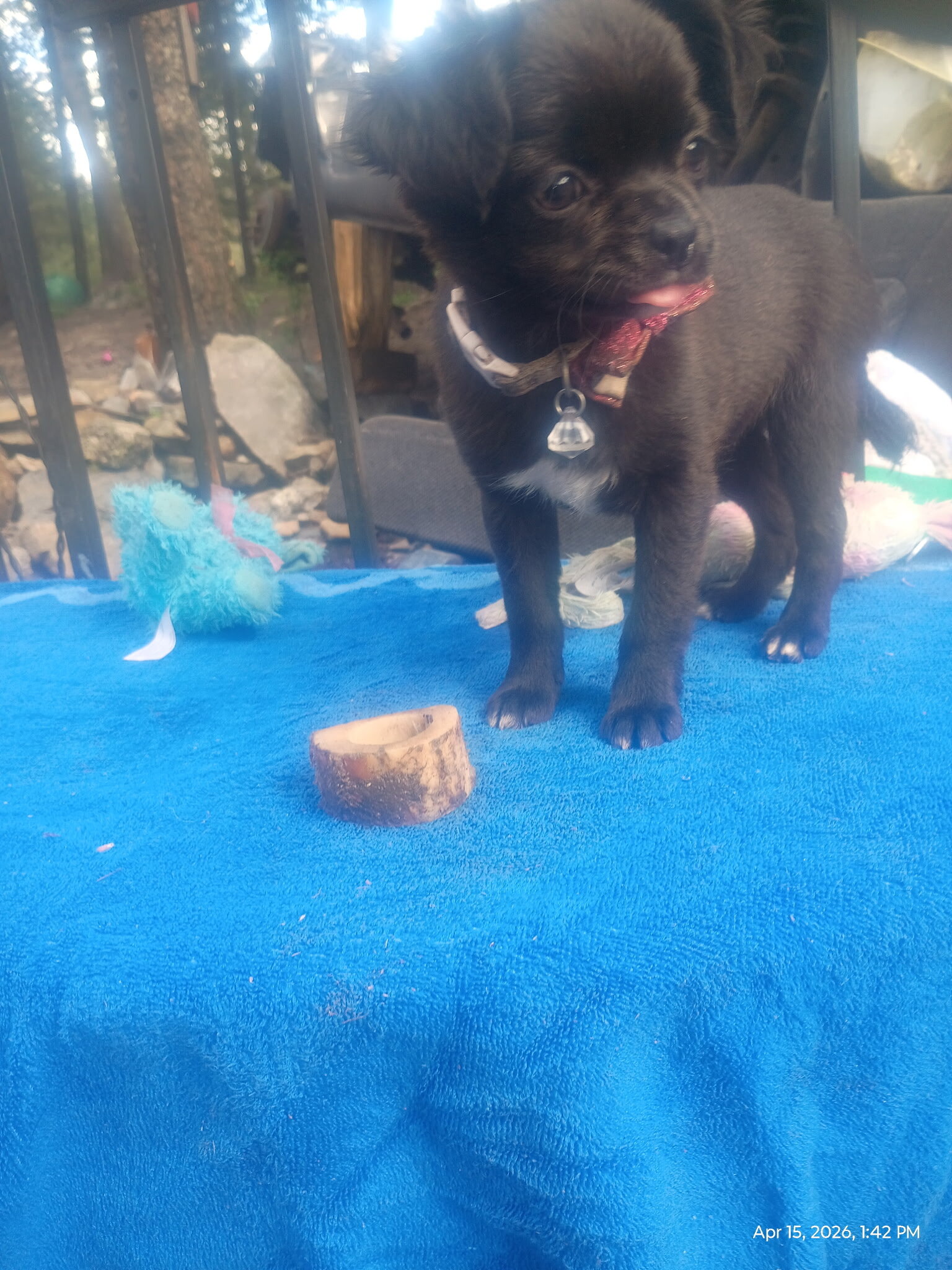Precious Chug Pup's image 4