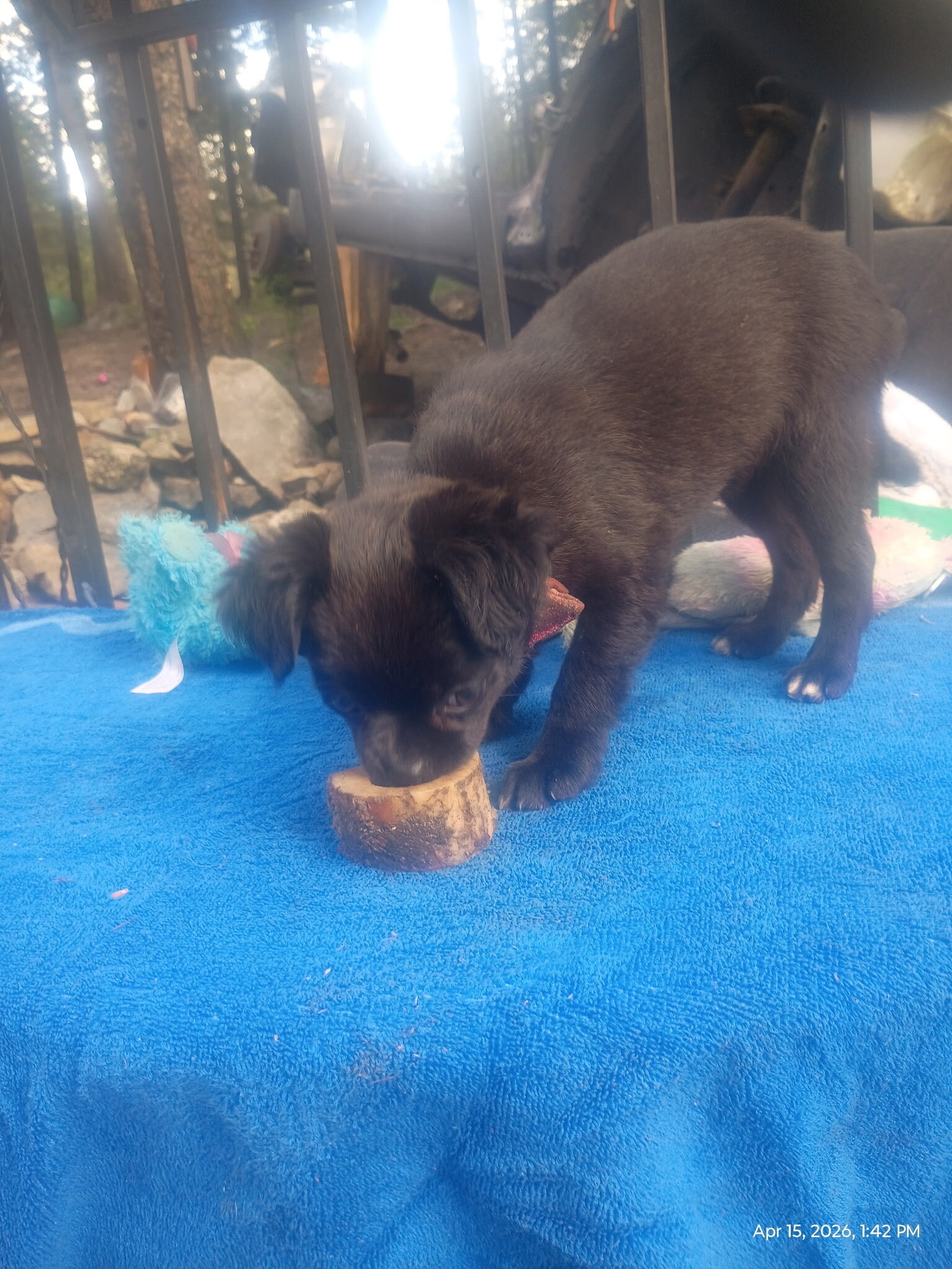 Precious Chug Pup's image 5