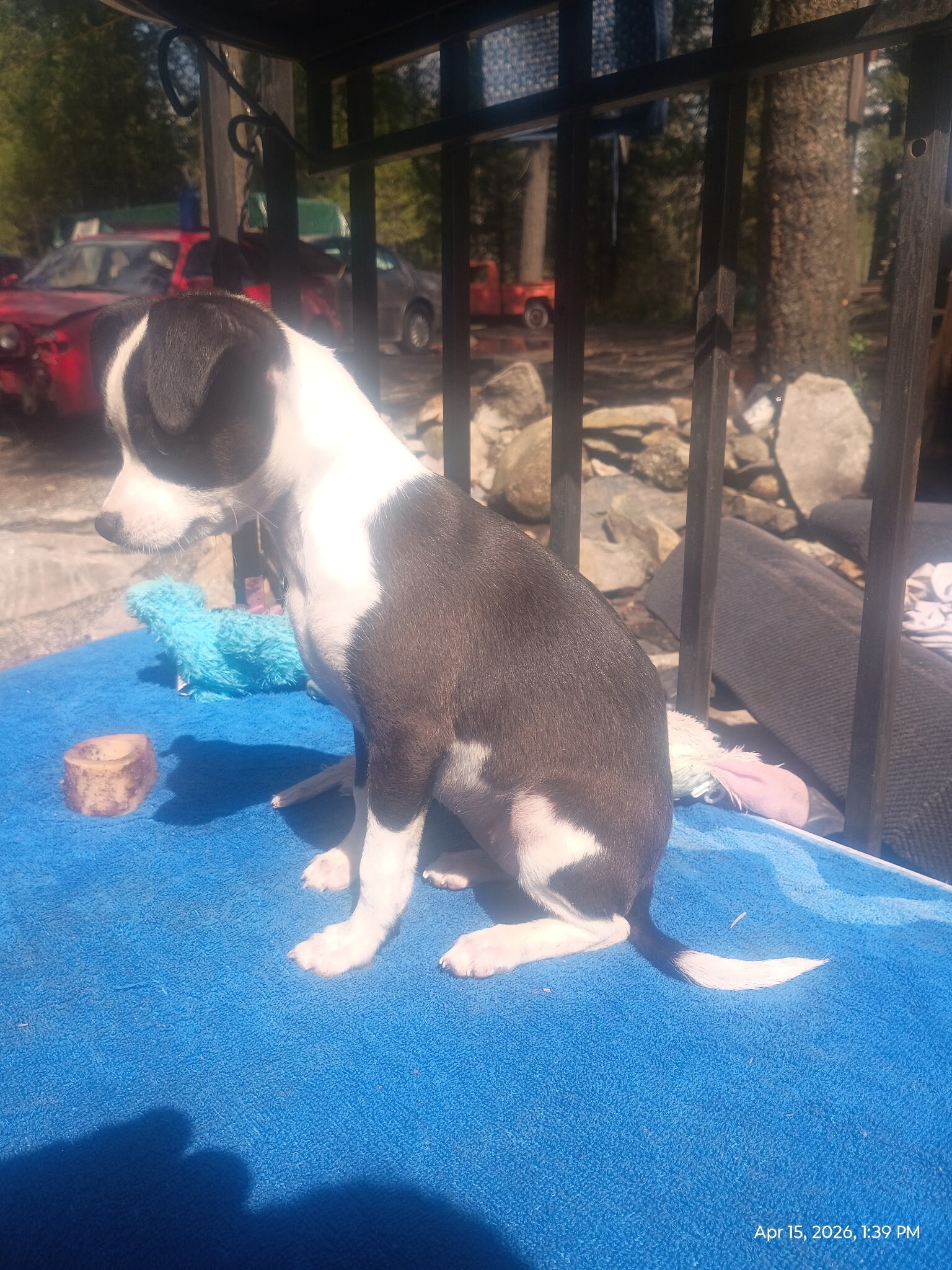 Precious Chug Pup's image 3