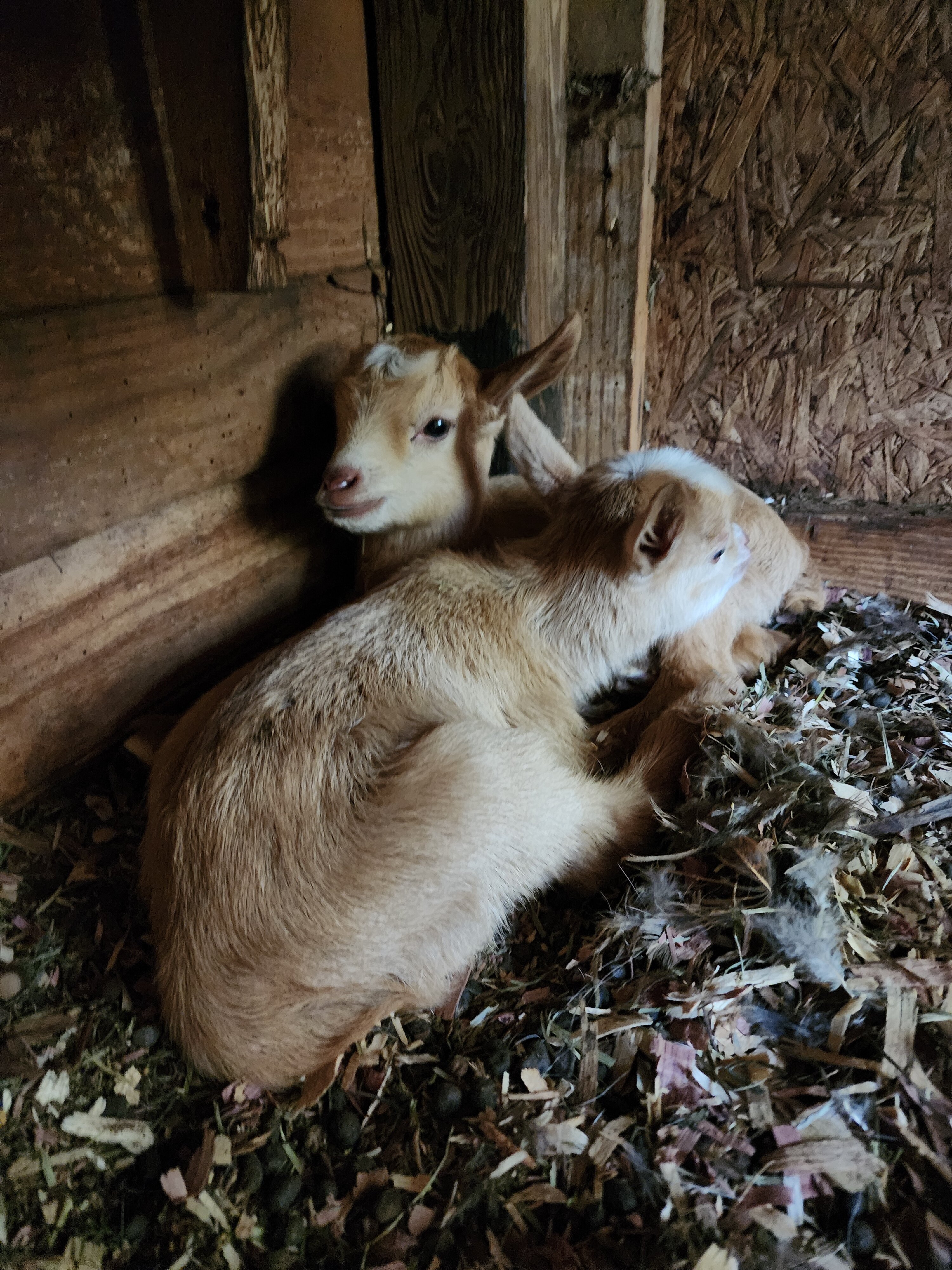 Nigerian Goat Female image 1