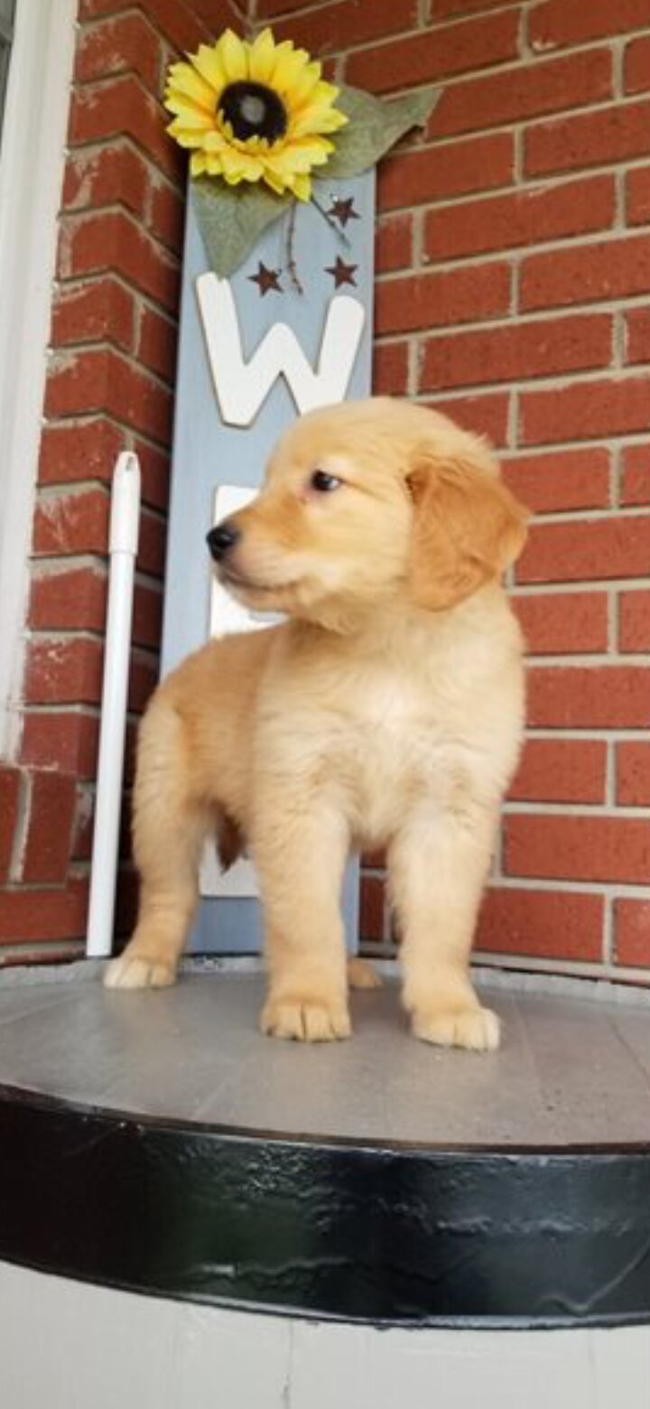 Golden Retriever Puppies for Adoption. image 2