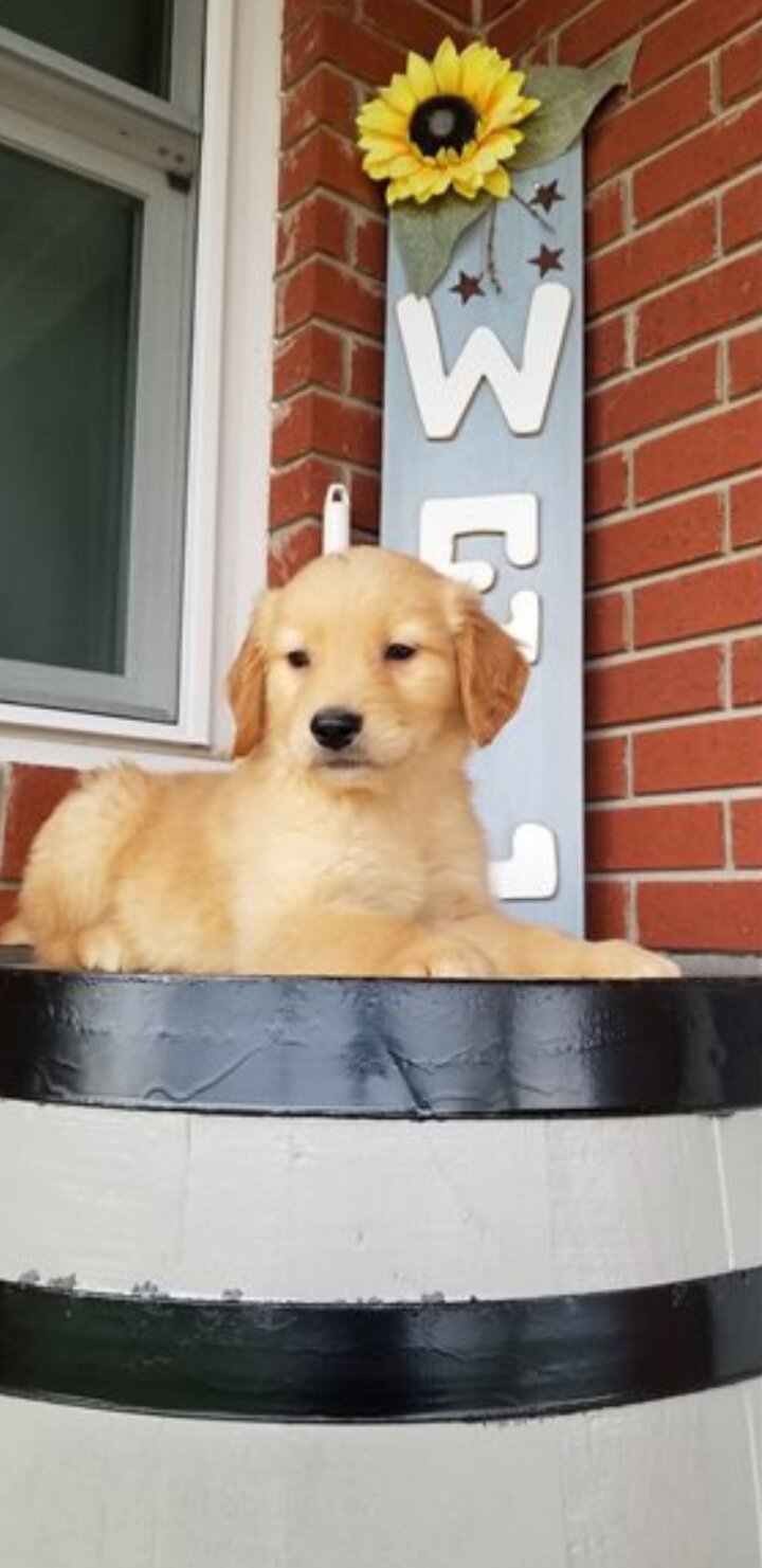 Golden Retriever Puppies for Adoption. image 3