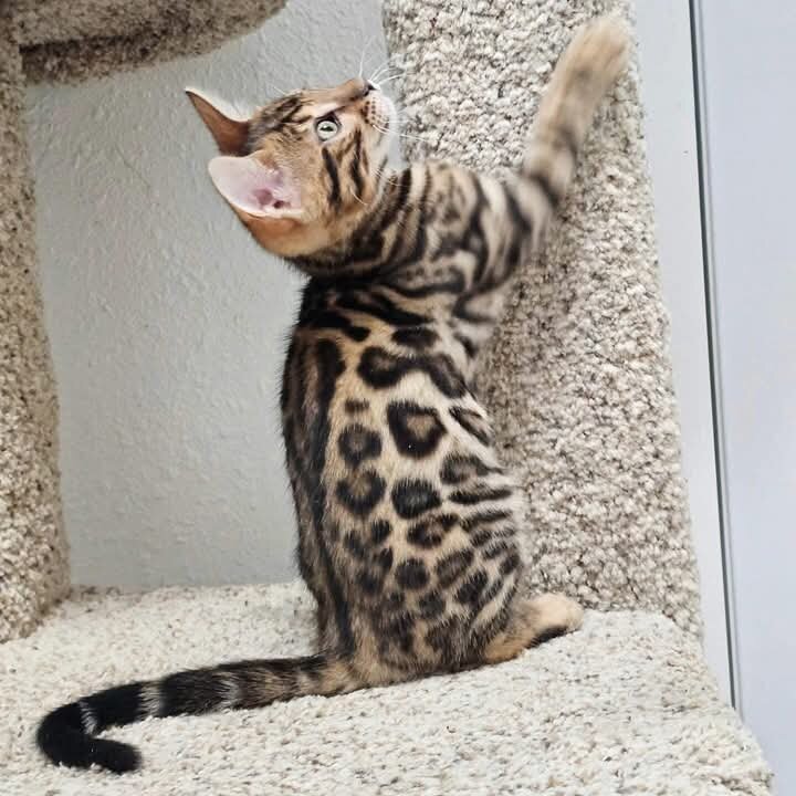 Bengal Kittens for Adoption image 3
