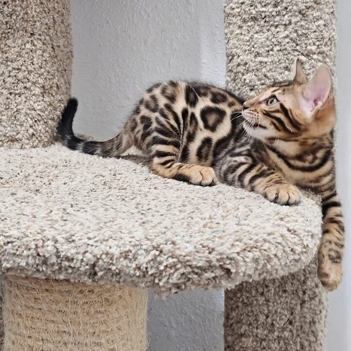 Bengal Kittens for Adoption image 2