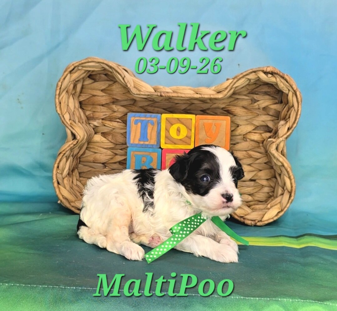 Walker a male MaltiPoo image 3