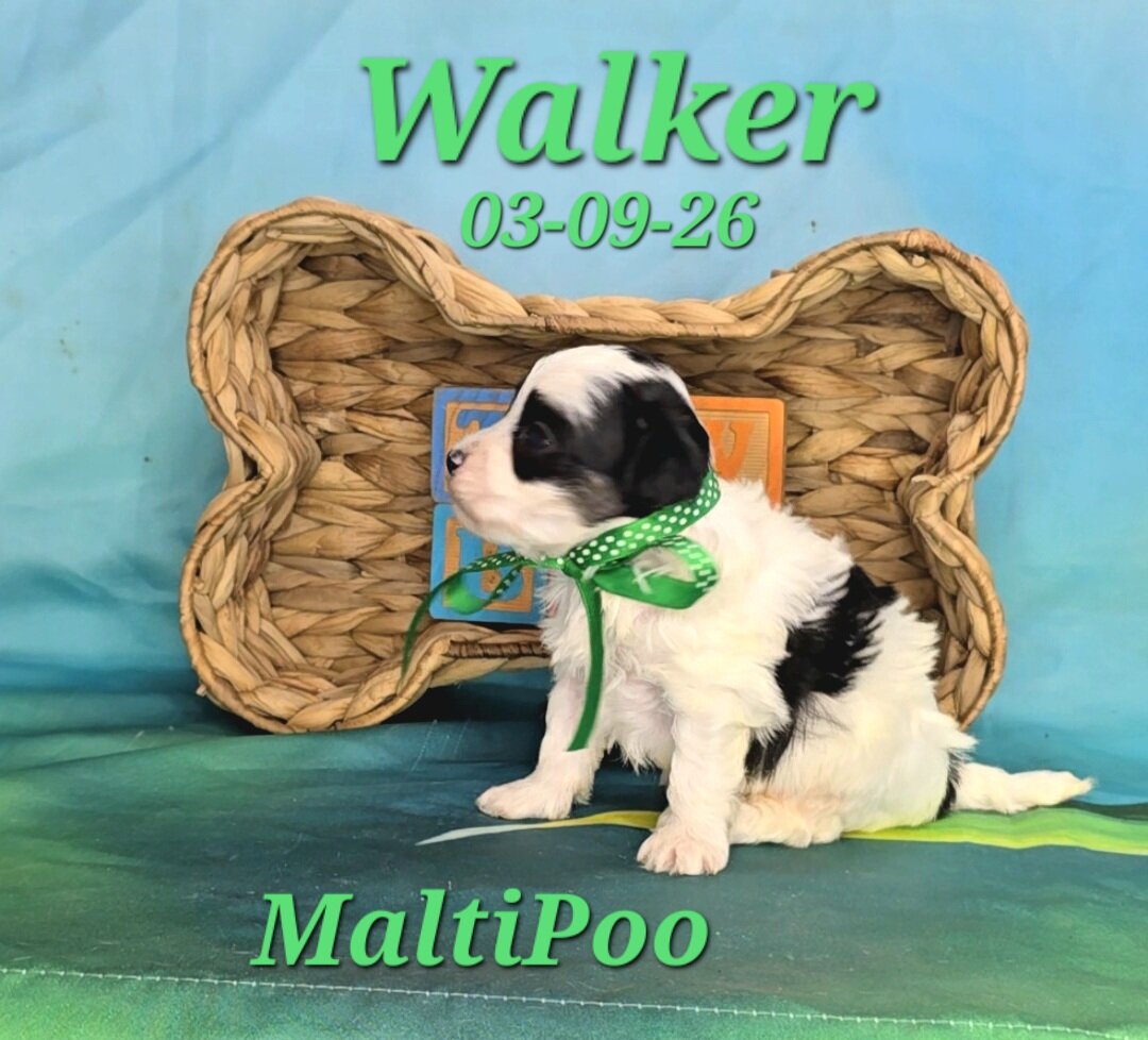 Walker a male MaltiPoo image 2