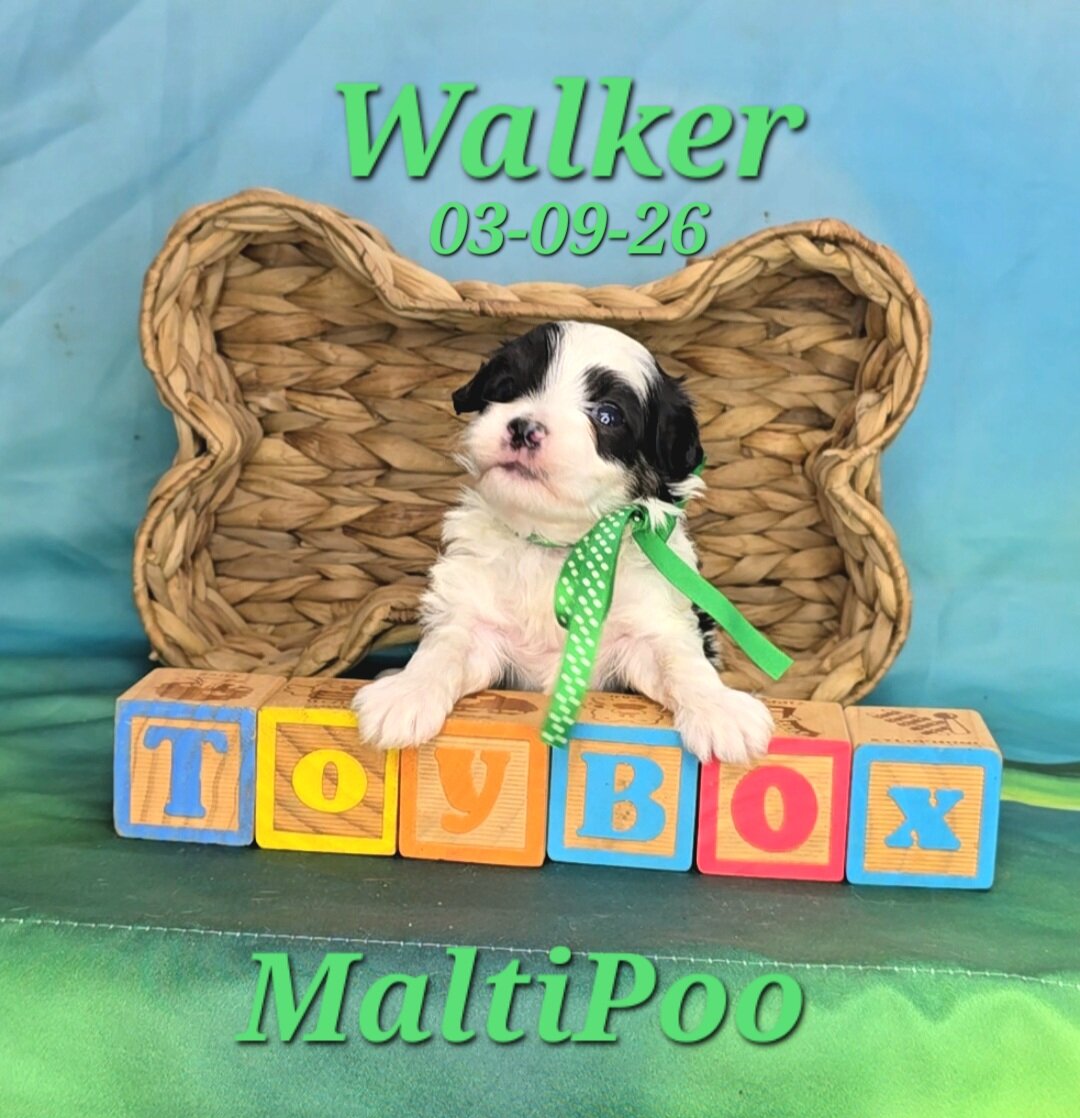 Walker a male MaltiPoo image 1