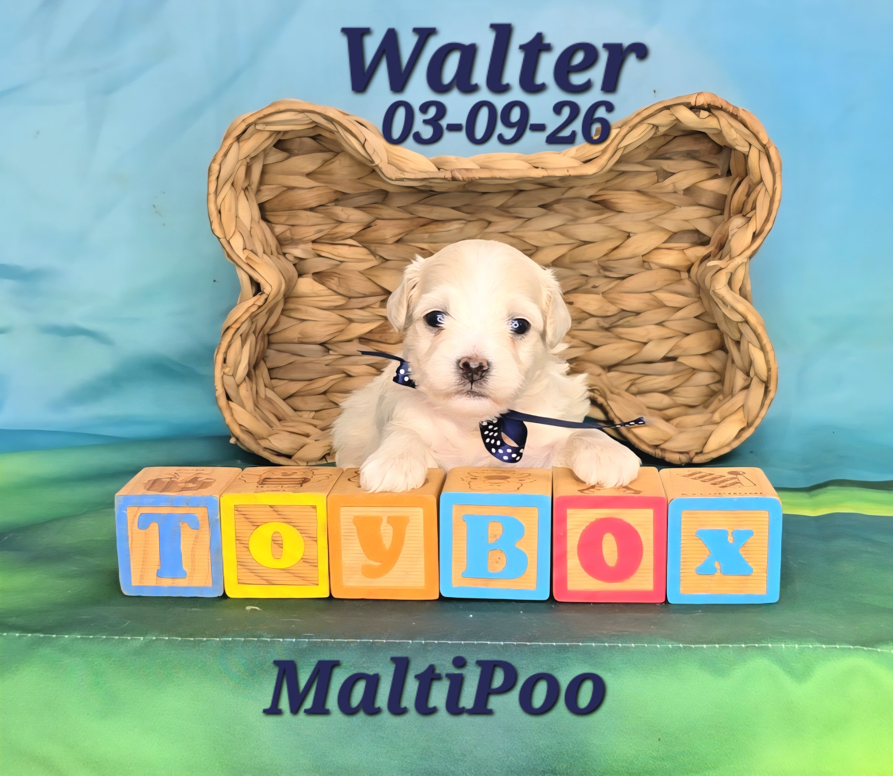 Walter a male MaltiPoo image 1