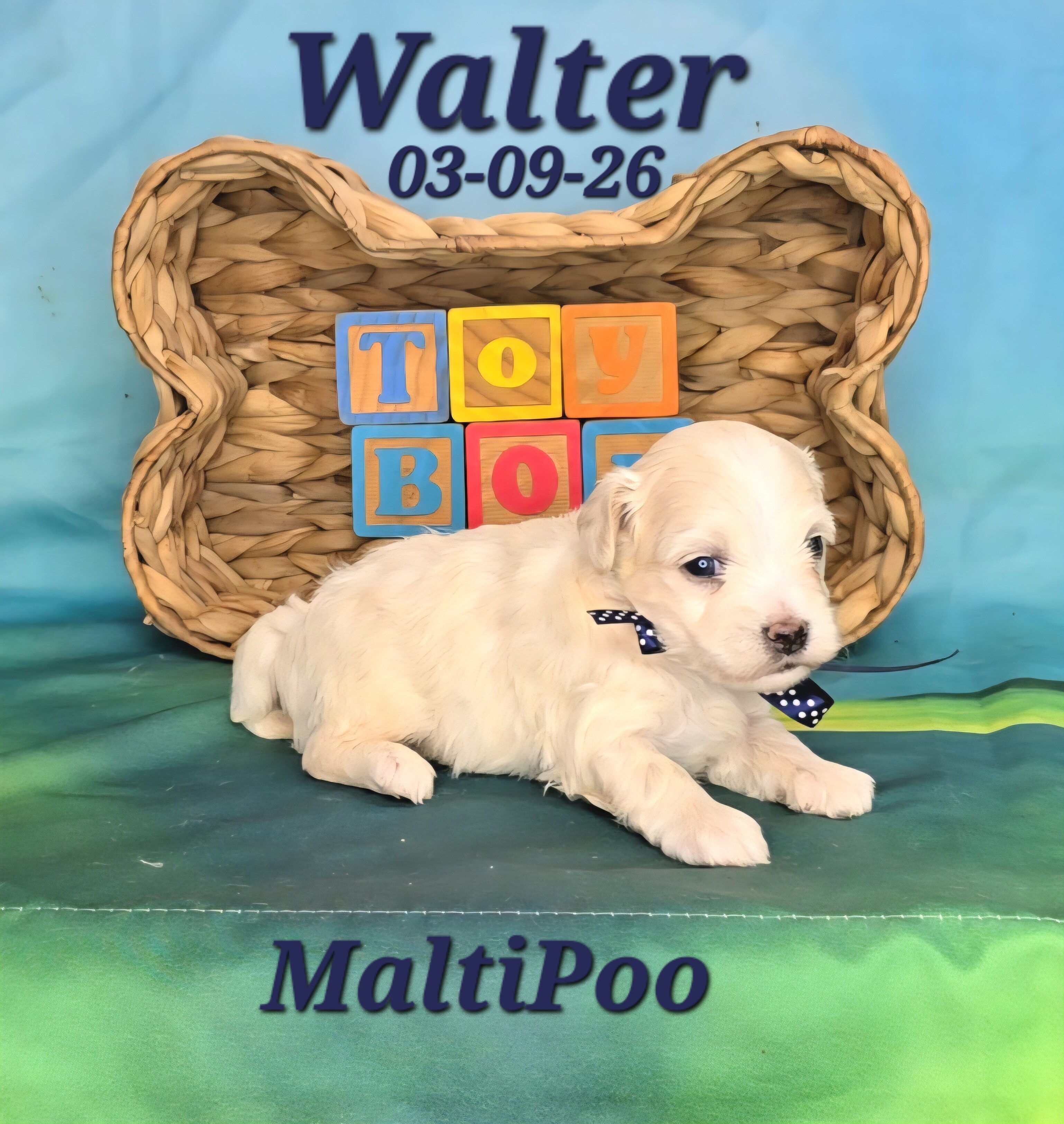 Walter a male MaltiPoo image 3