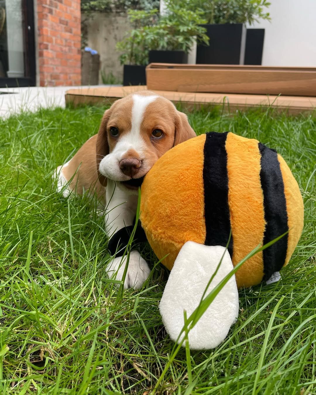 Beagle Puppies For Adoption image 3