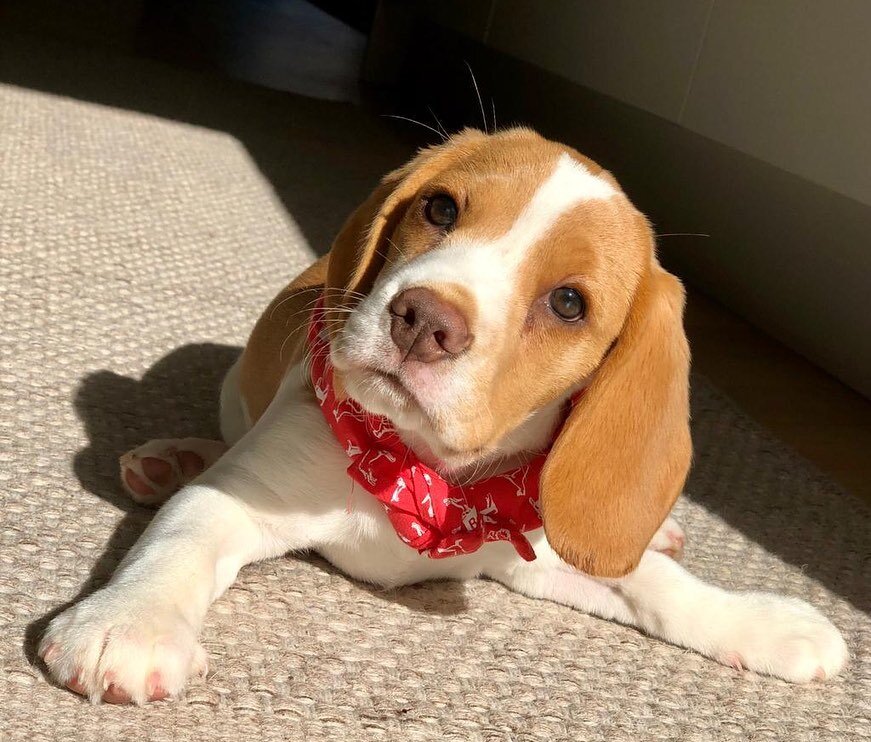 Beagle Puppies For Adoption image 1