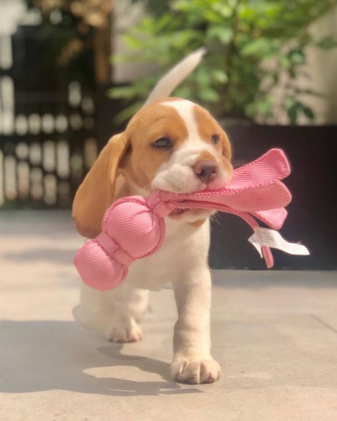 Beagle Puppies For Adoption image 4