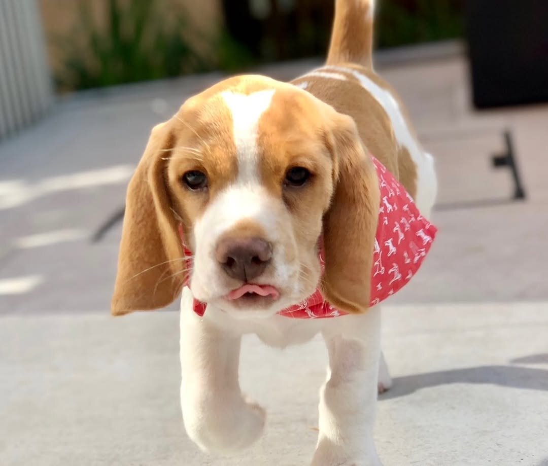 Beagle Puppies For Adoption image 5