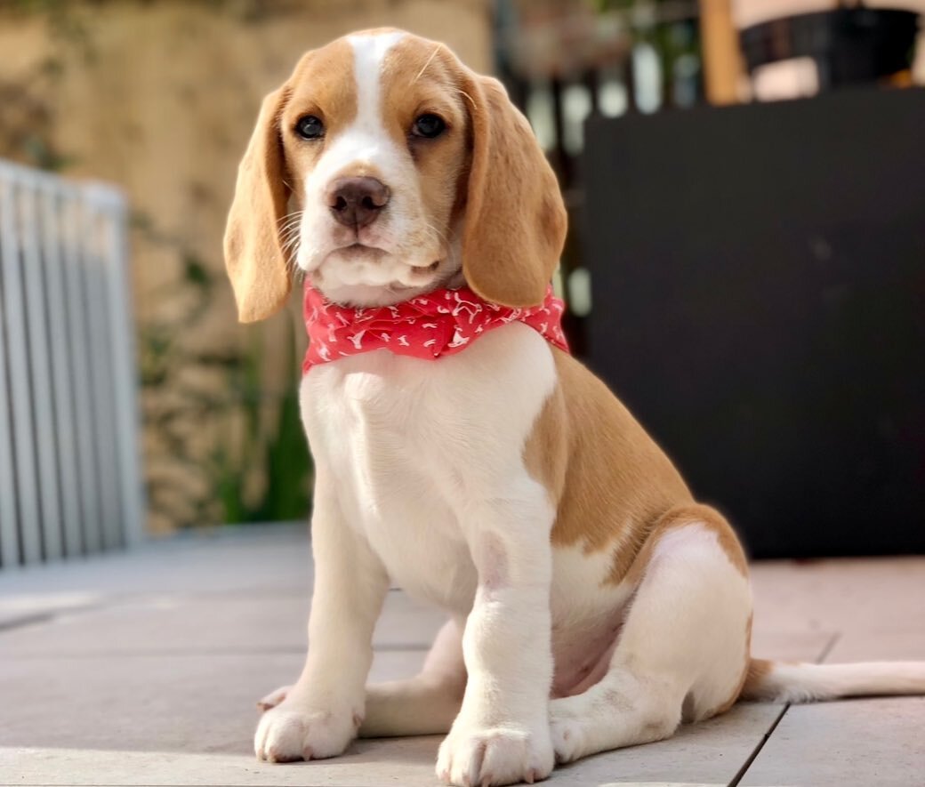 Beagle Puppies For Adoption image 6