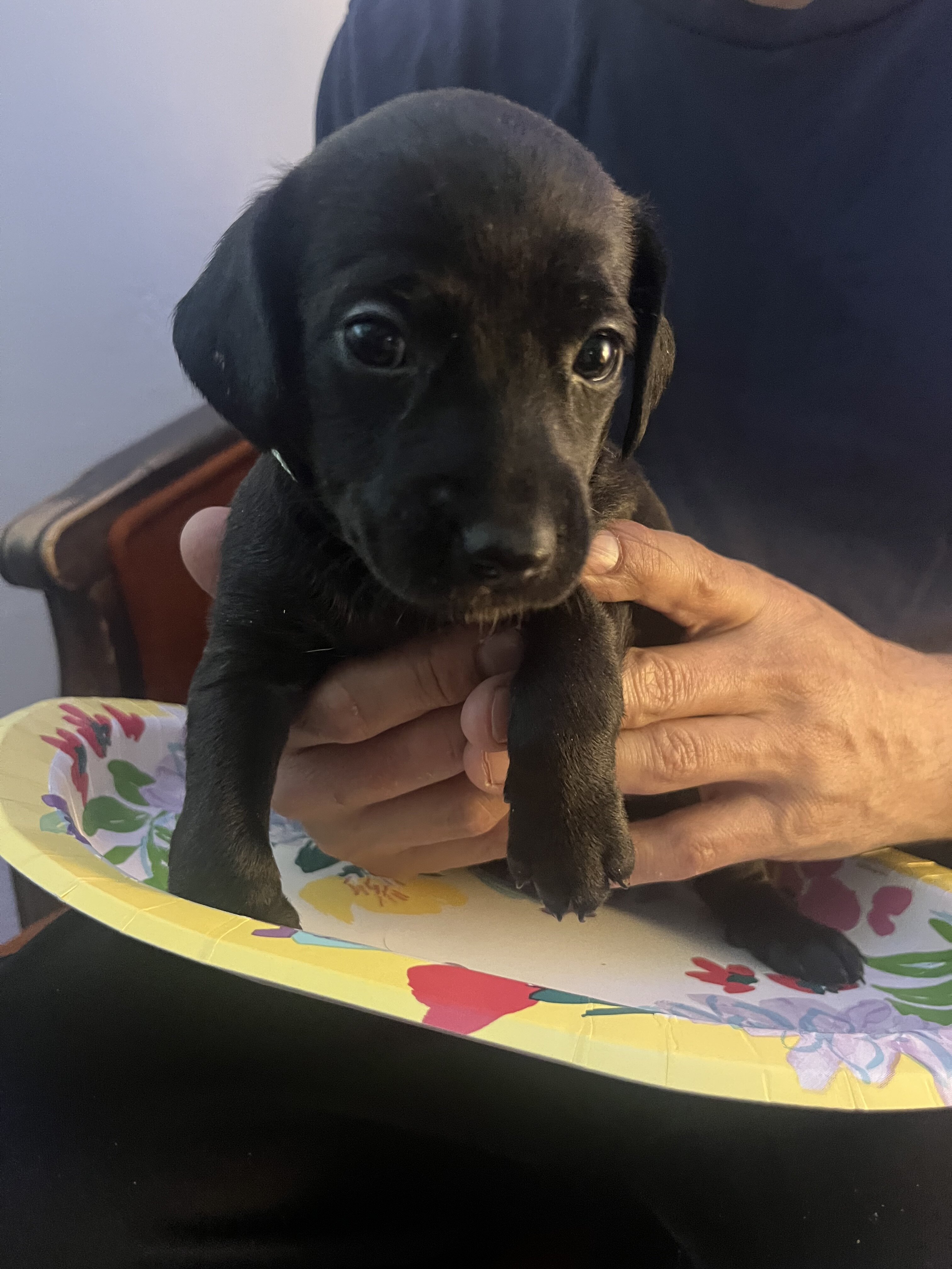 Doxiepoo puppy image 2