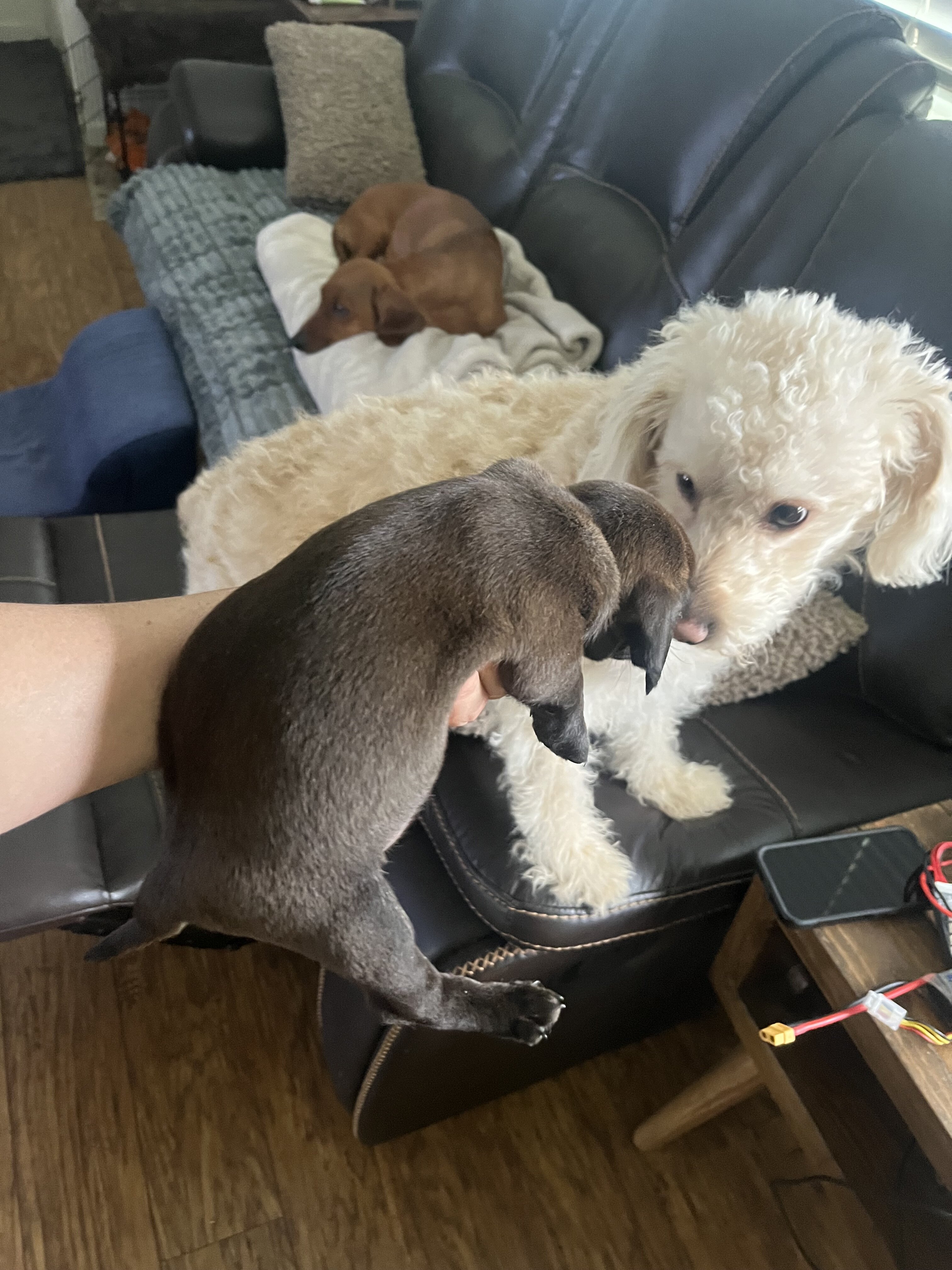 Doxiepoo puppy image 1