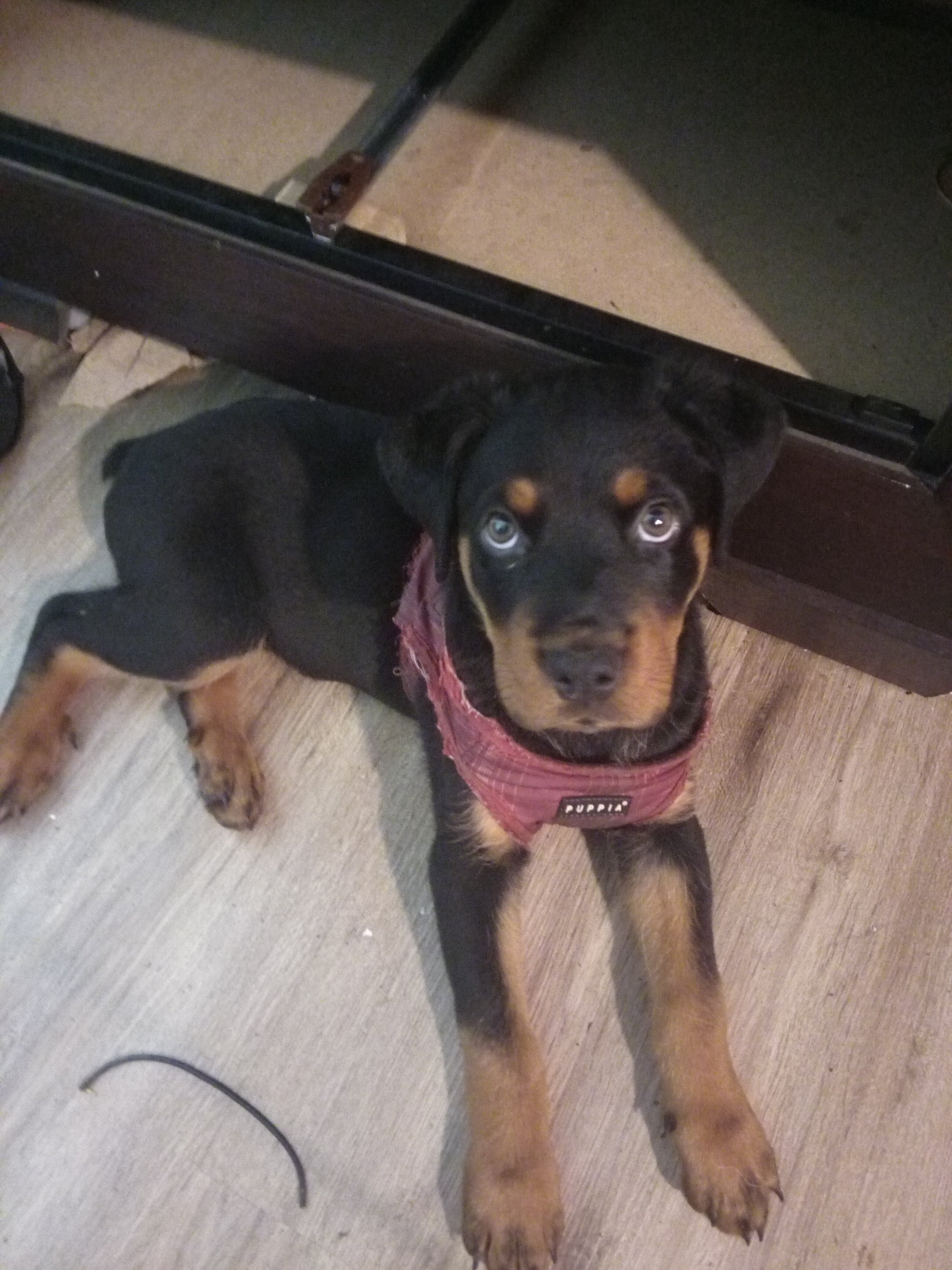 ROTTWEILER PUPPY image 4