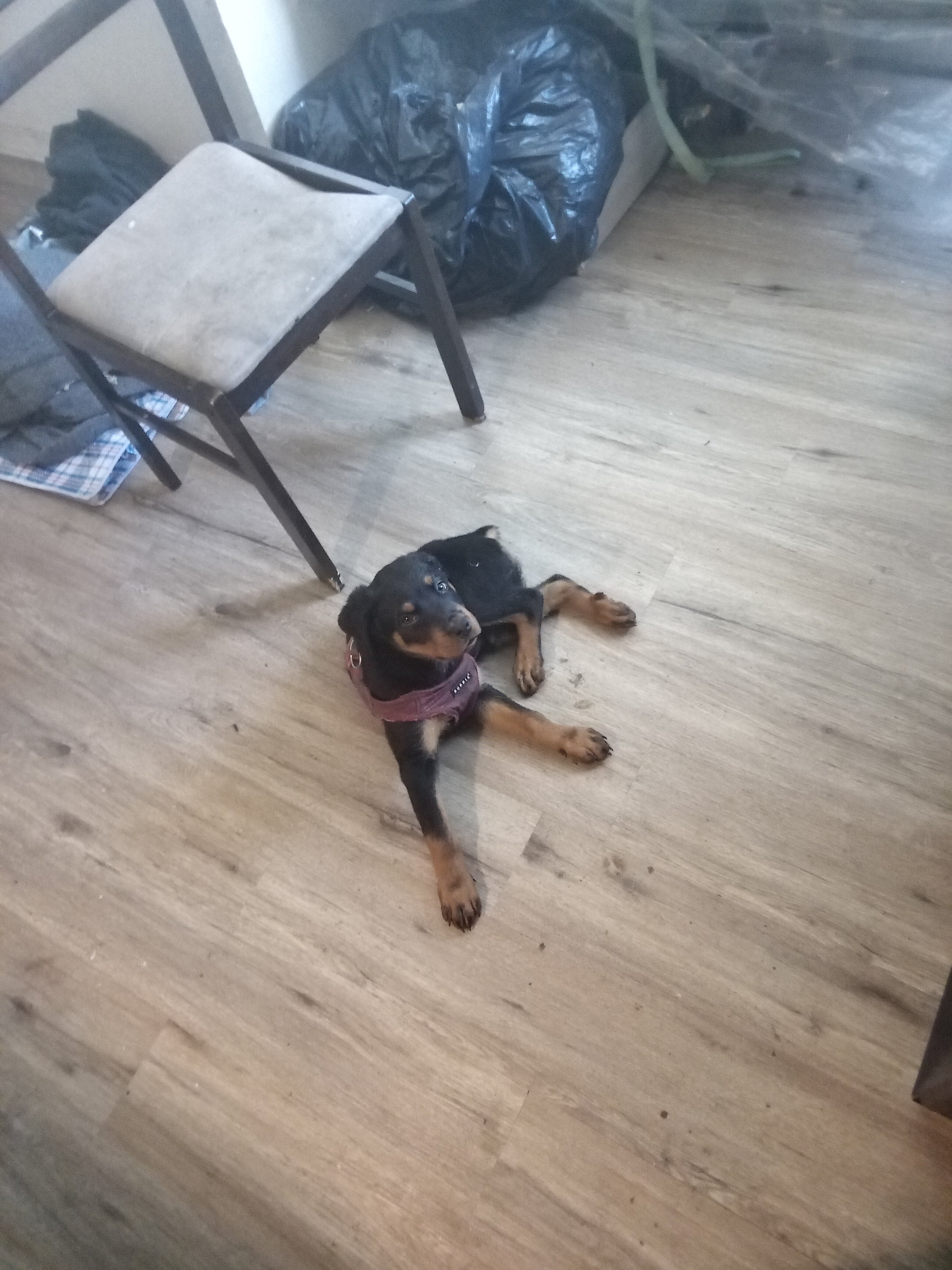 ROTTWEILER PUPPY image 1