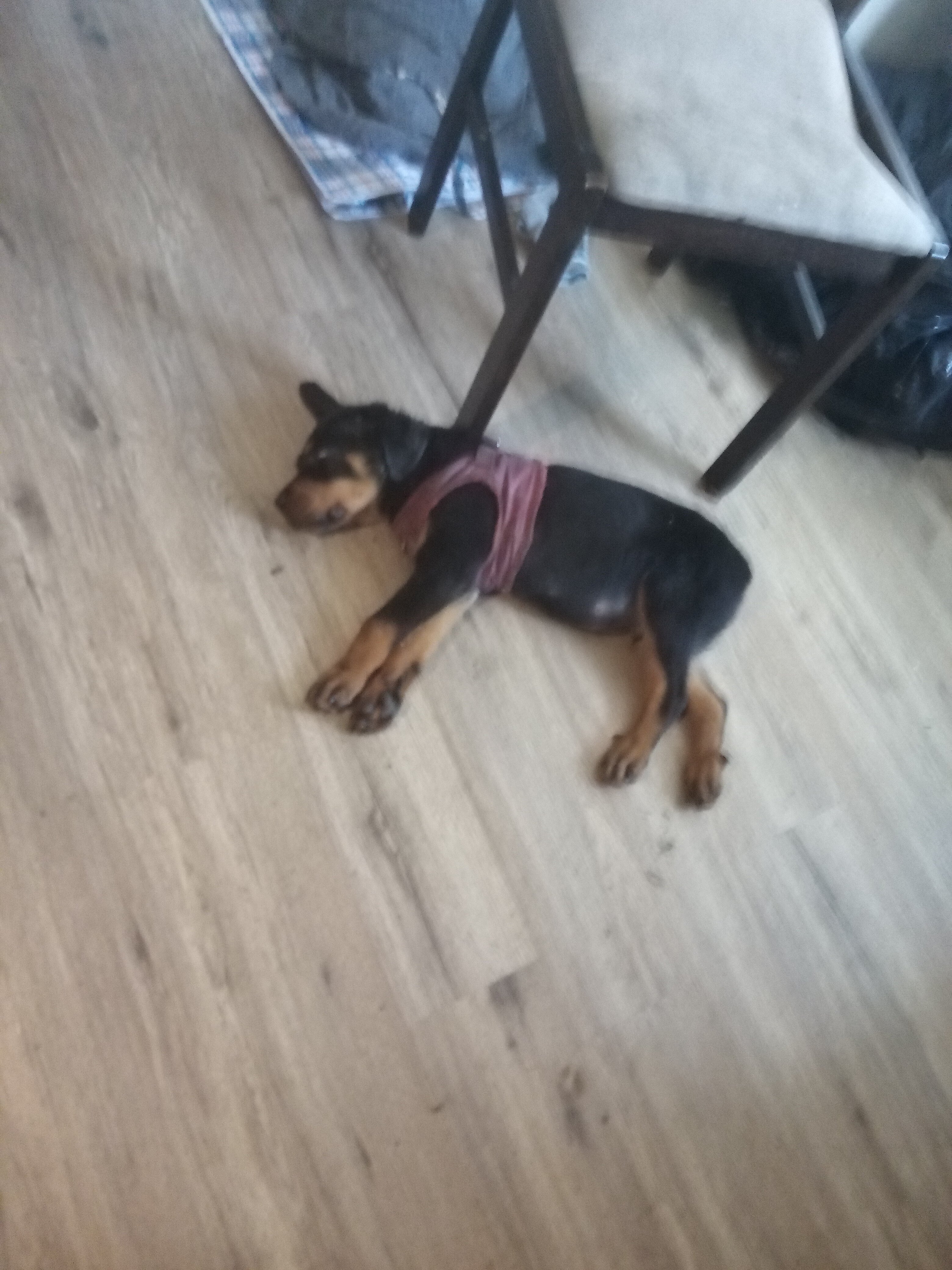 ROTTWEILER PUPPY image 2