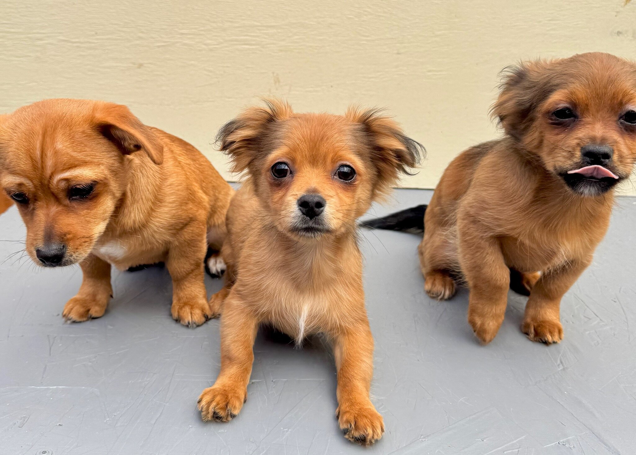 Chiweenie image 4
