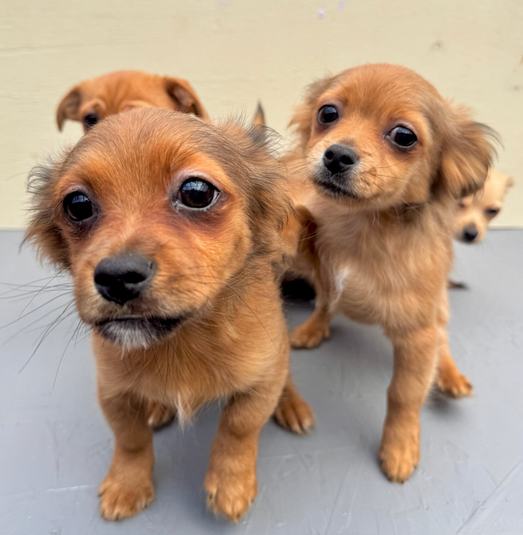 Chiweenie image 3