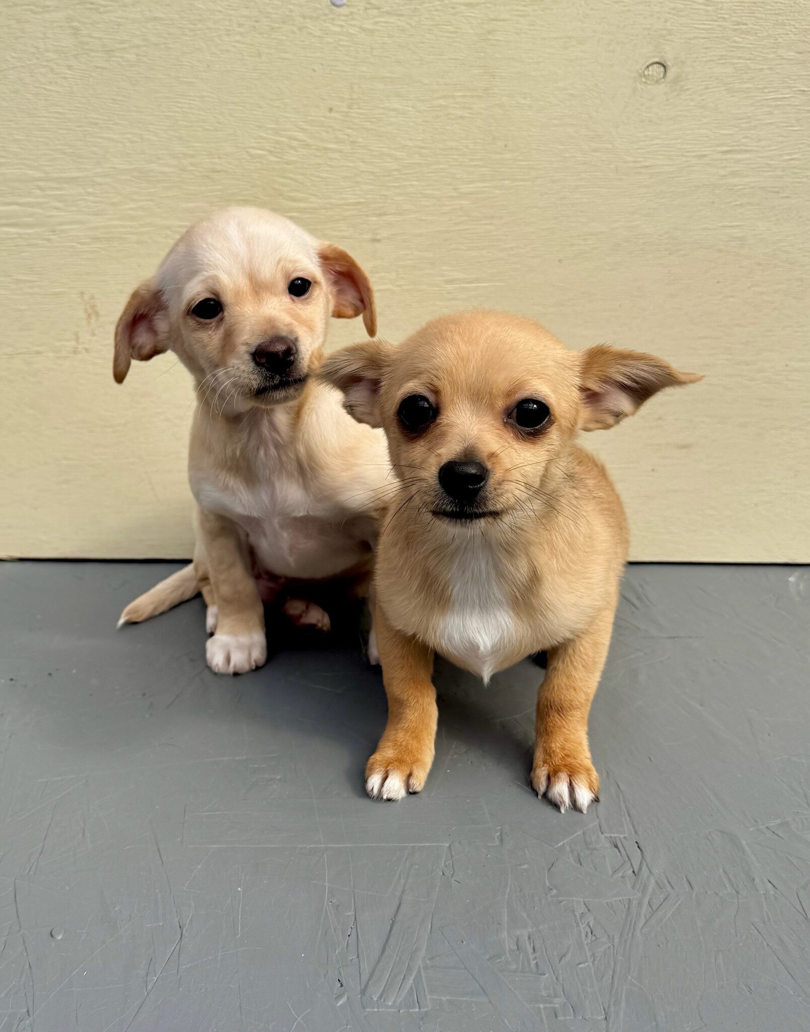 Chiweenie image 2