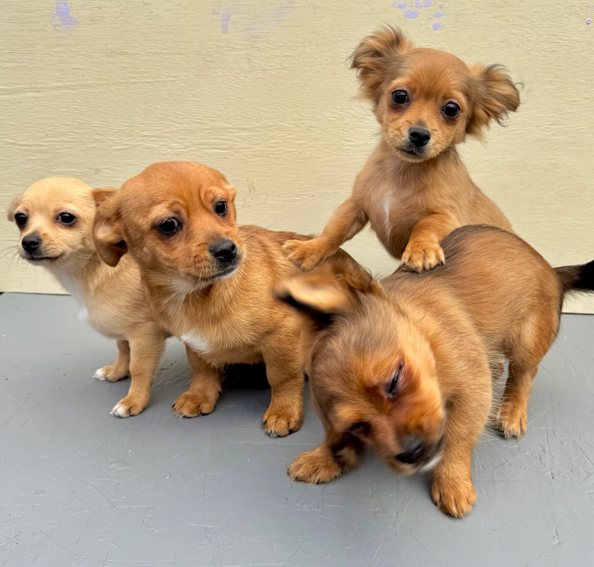 Chiweenie image 5