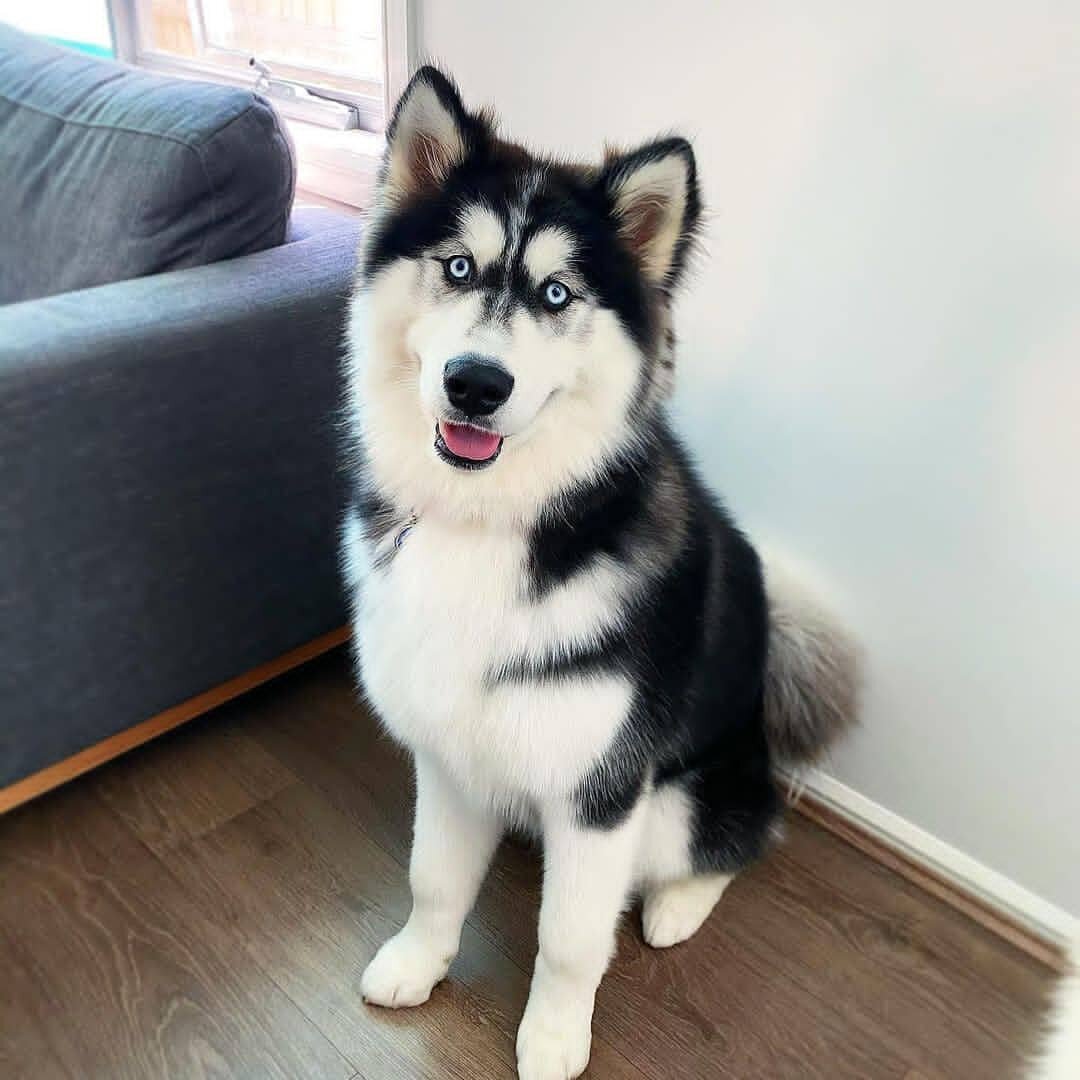 Registered Purebred Siberian Husky Puppies image 1