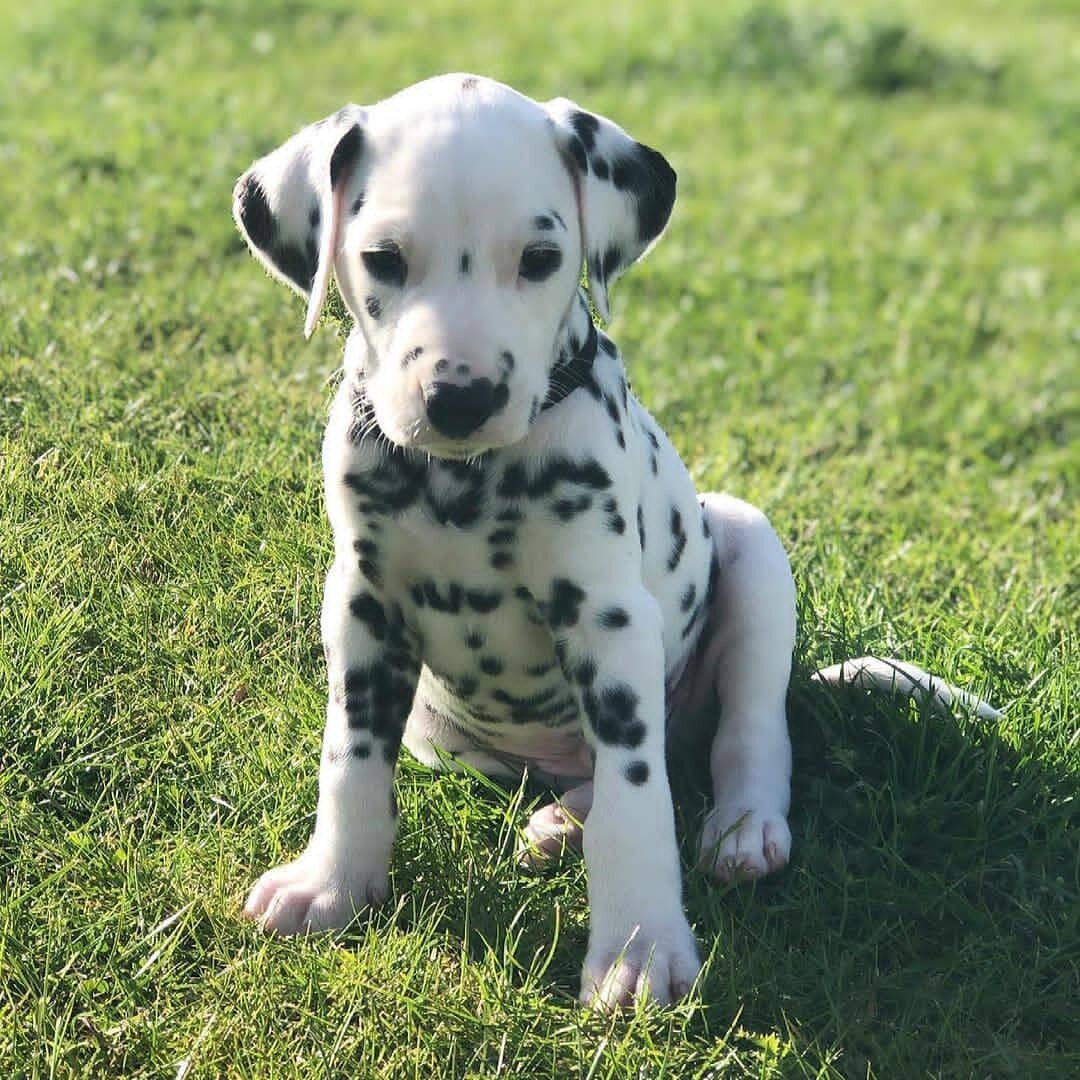Dalmatian Puppies for Adoption image 1