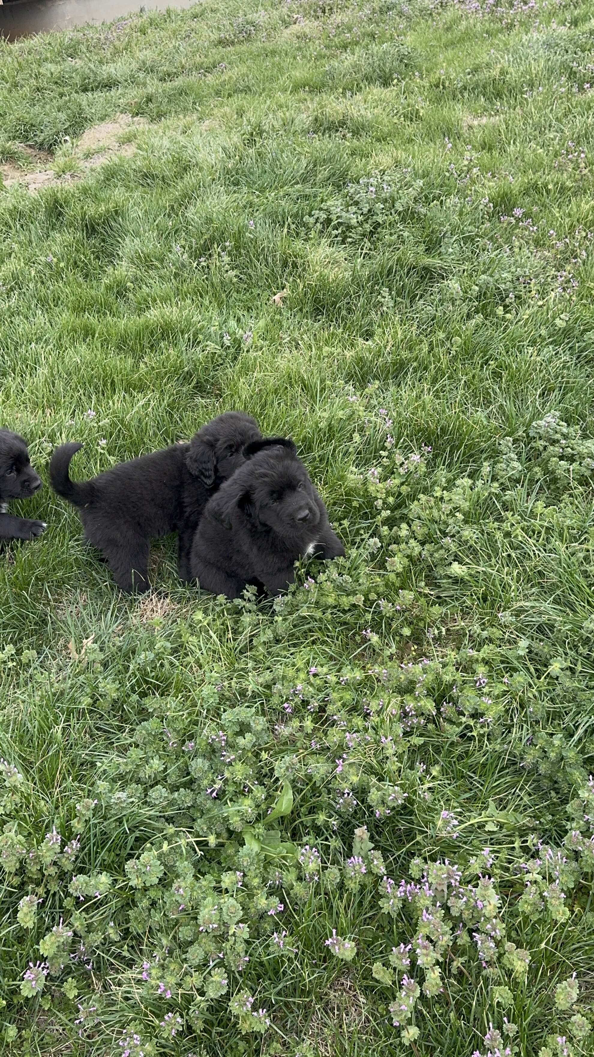 Saint bernewfie pups image 3