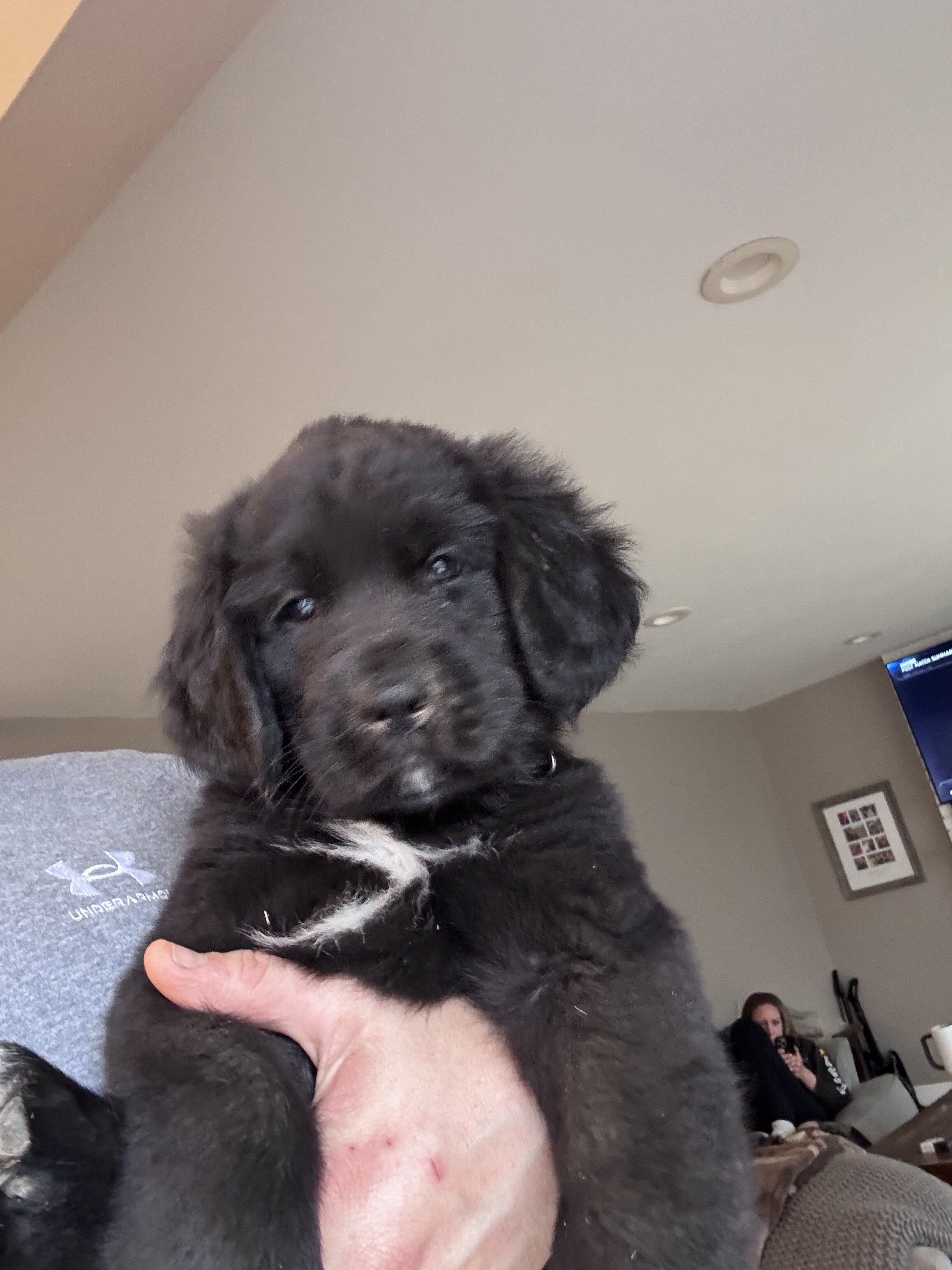 Saint bernewfie pups image 4