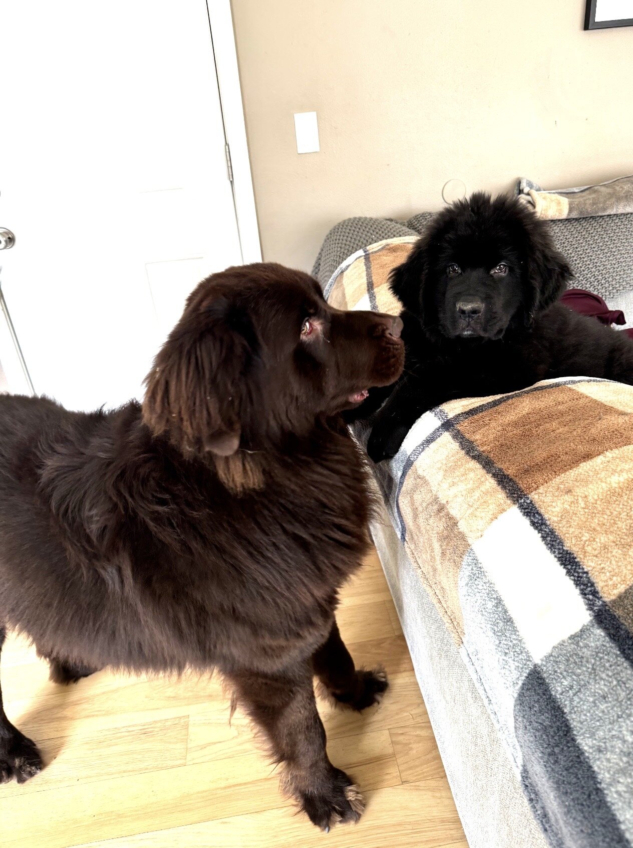 Saint bernewfie pups image 1