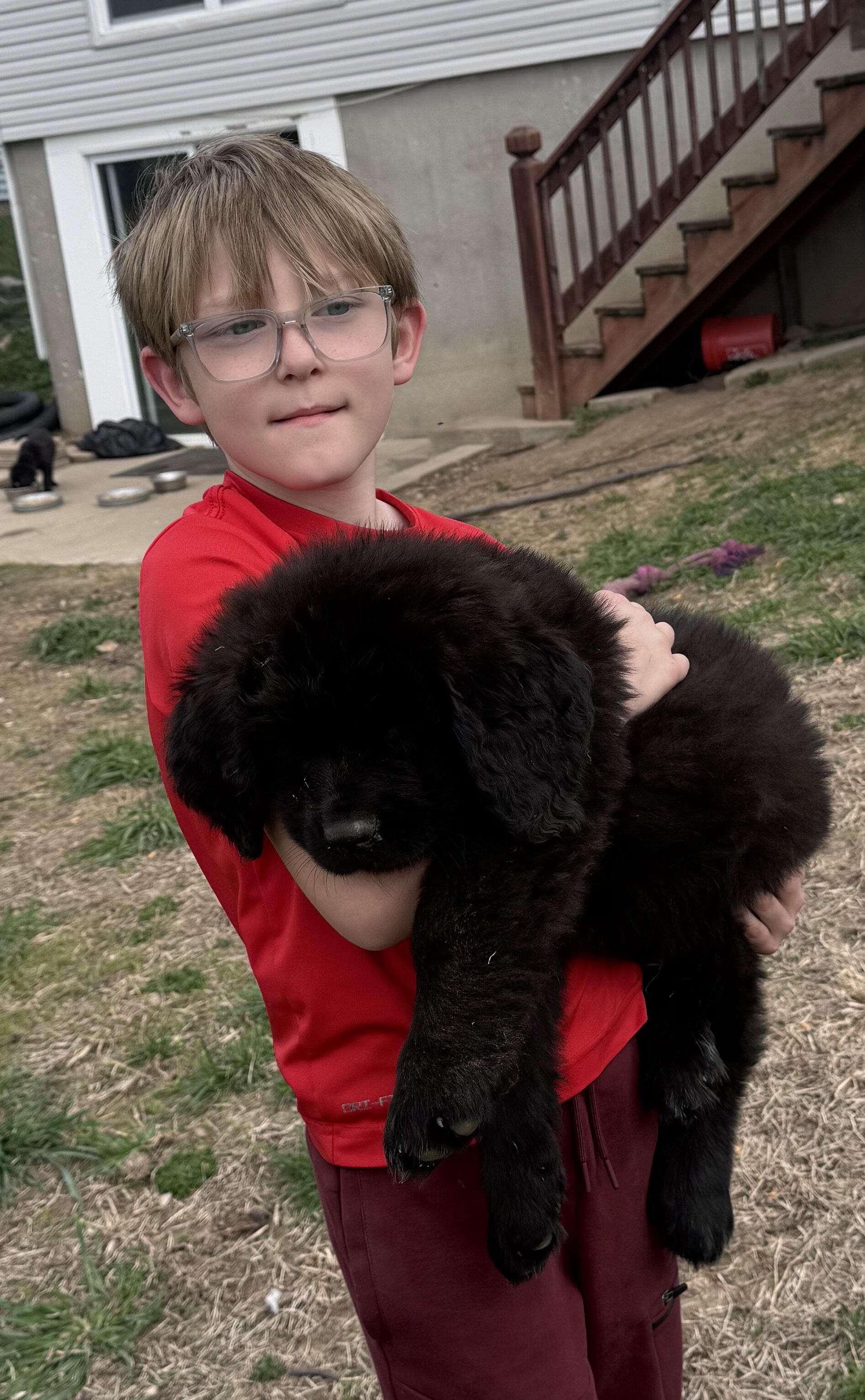 Saint bernewfie pups image 2