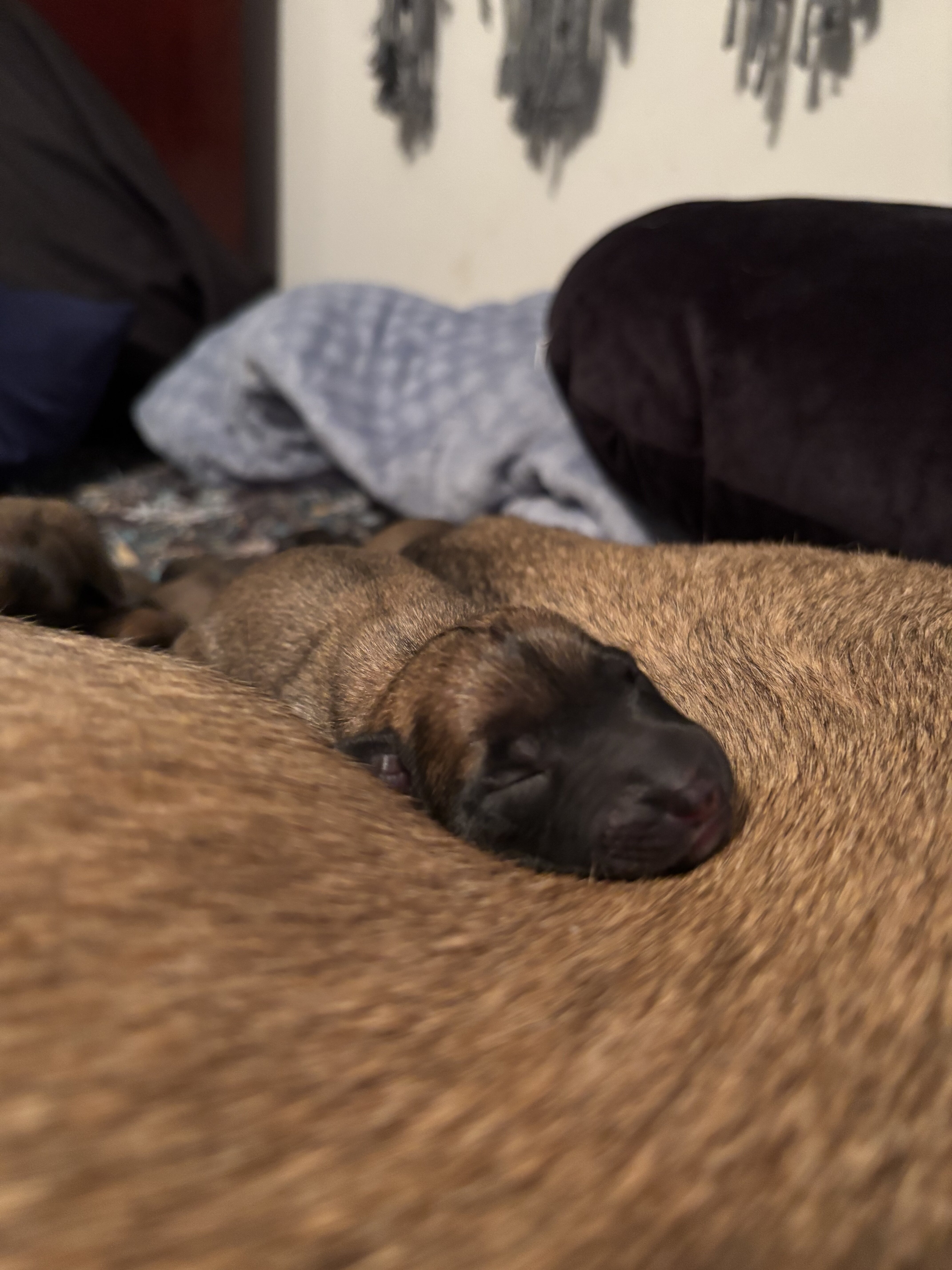 Belgian Malinois X puppies image 10