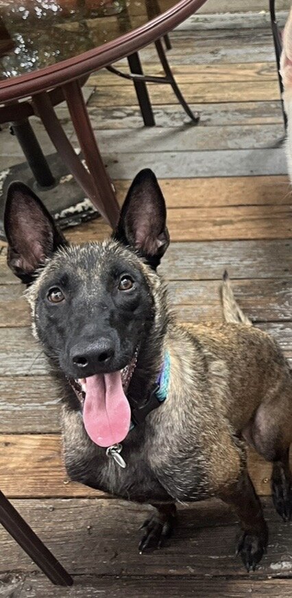 Belgian Malinois X puppies image 6
