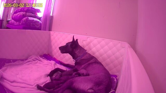 Belgian Malinois X puppies image 9