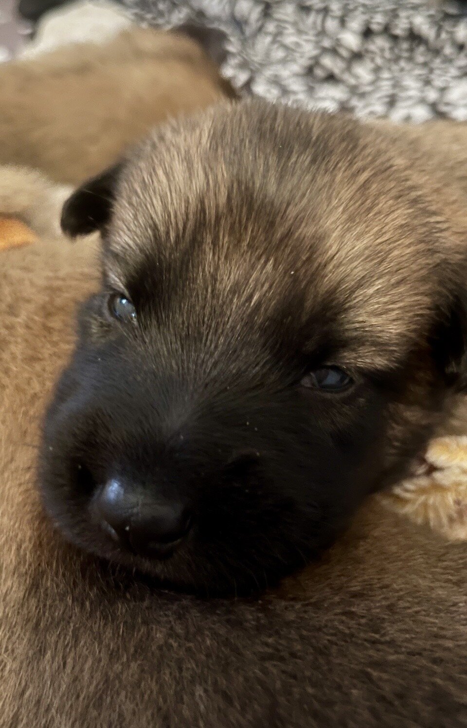 Belgian Malinois X puppies image 1