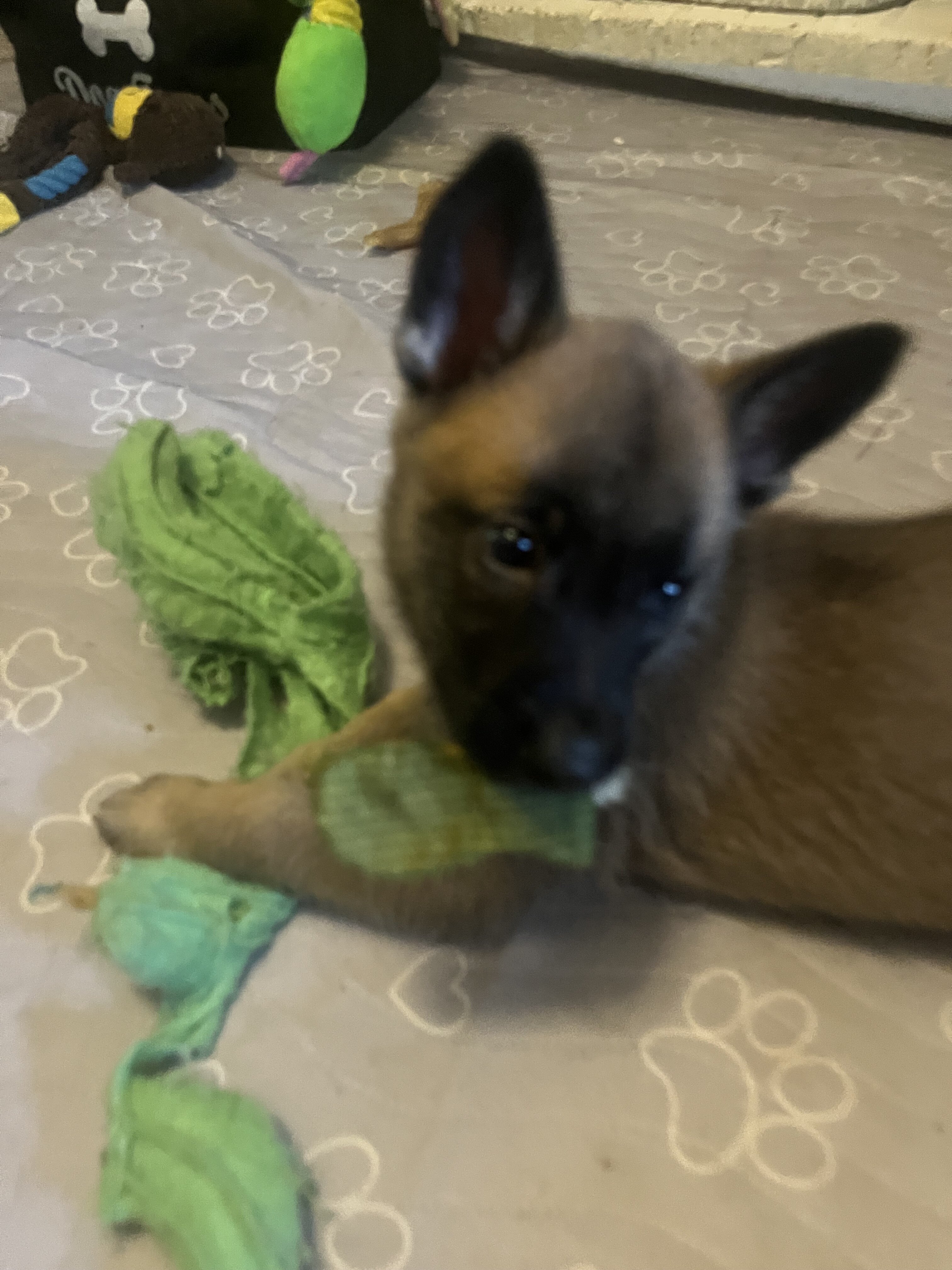 Belgian Malinois X puppies image 8