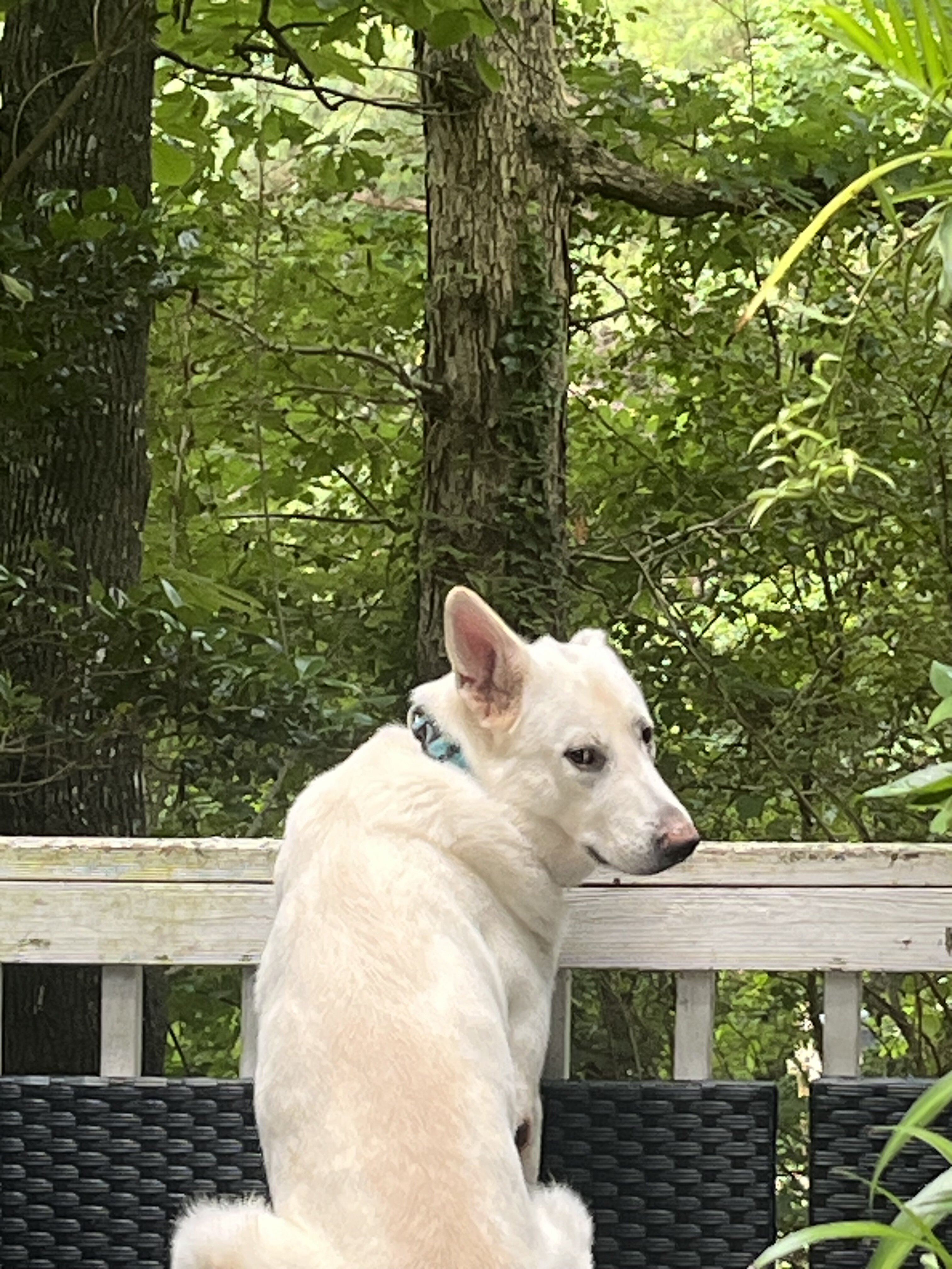 Belgian Malinois X puppies image 4